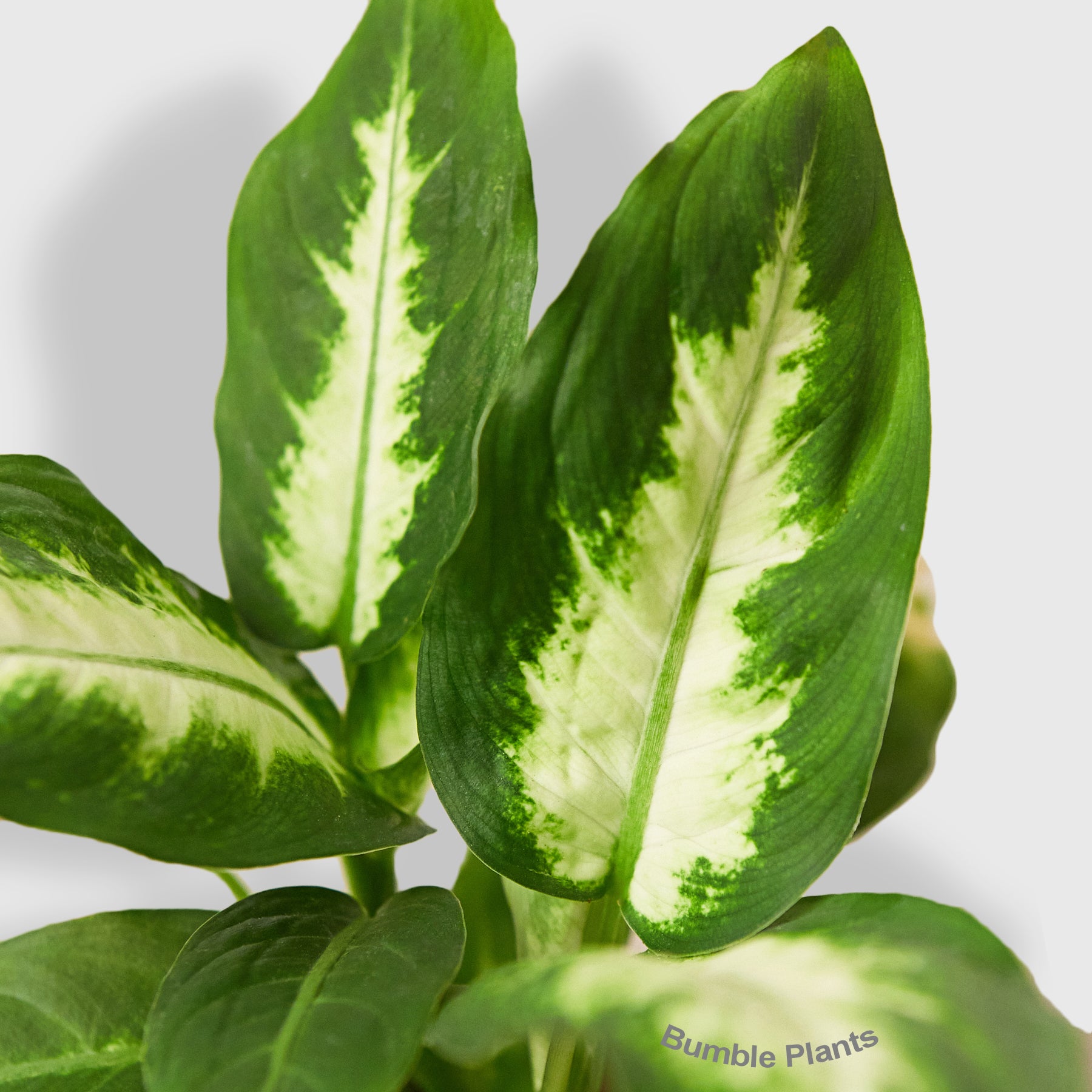 Dieffenbachia Camille