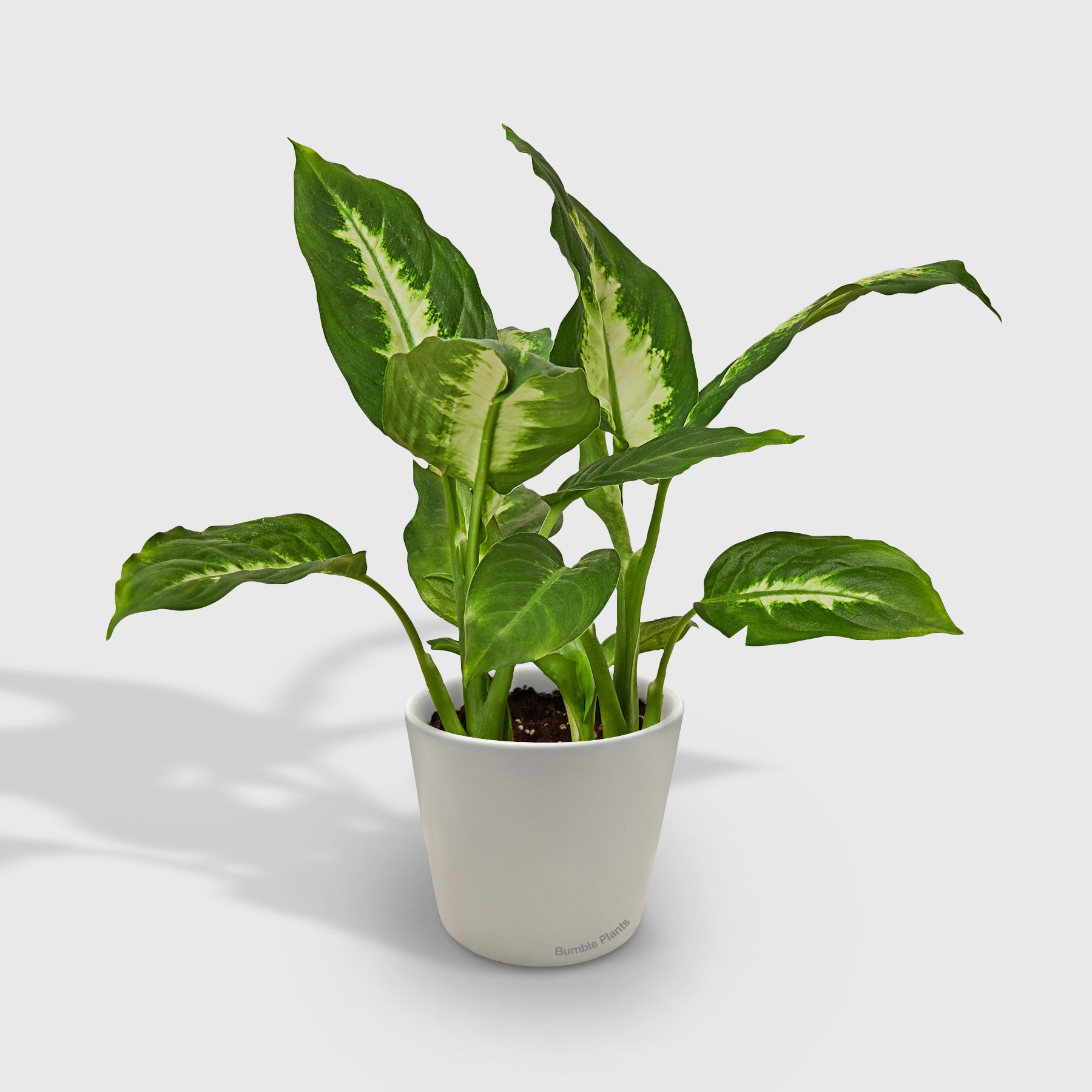 Dieffenbachia Camille