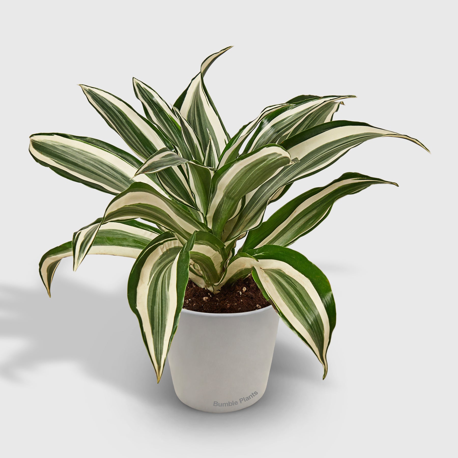 Dracaena 'Warneckii White Jewel'