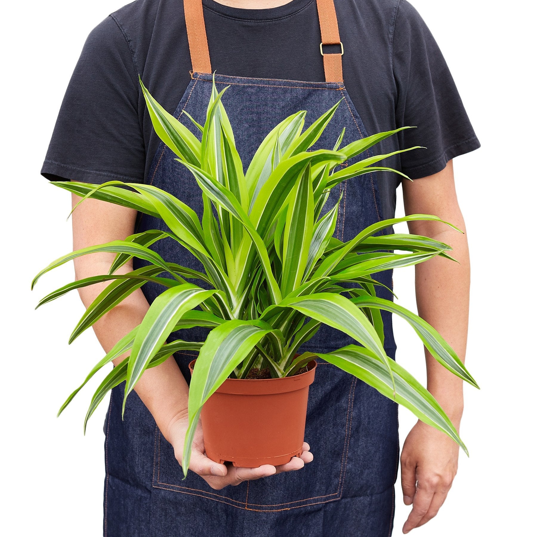Dracaena Lemon Lime
