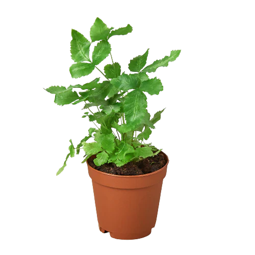 Pteris Cretica Albo Silver Ribbon Fern