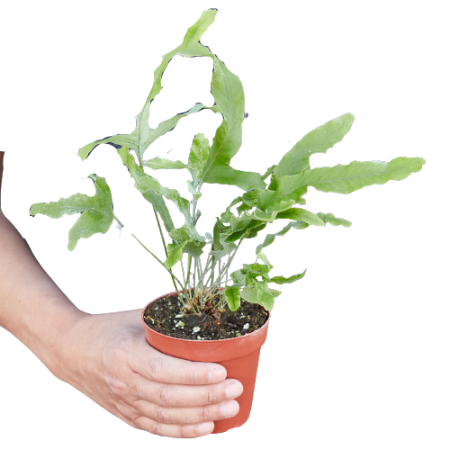 Phlebodium Aureum 'Blue Star' Fern