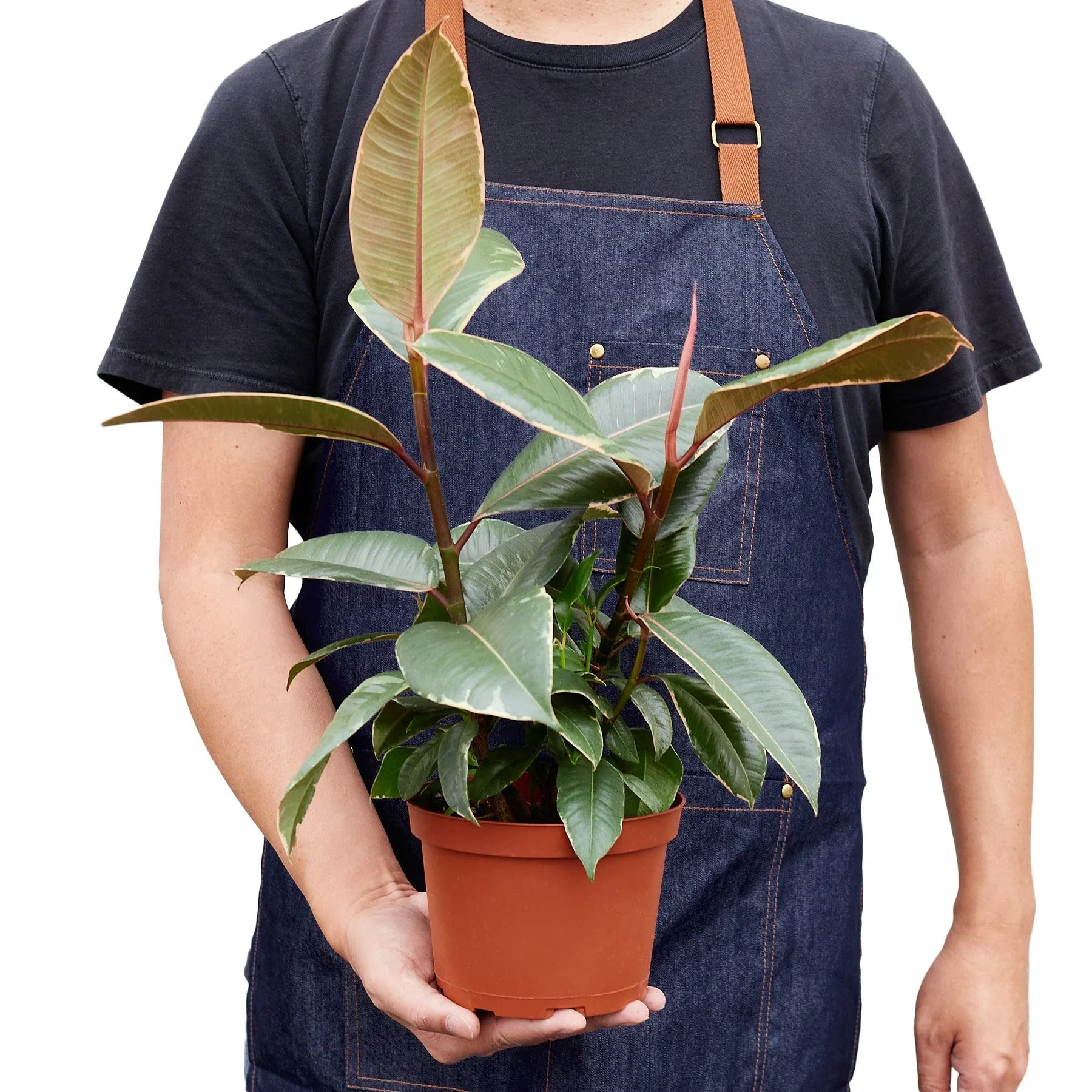 Ficus Tineke Variegated Rubber Plant