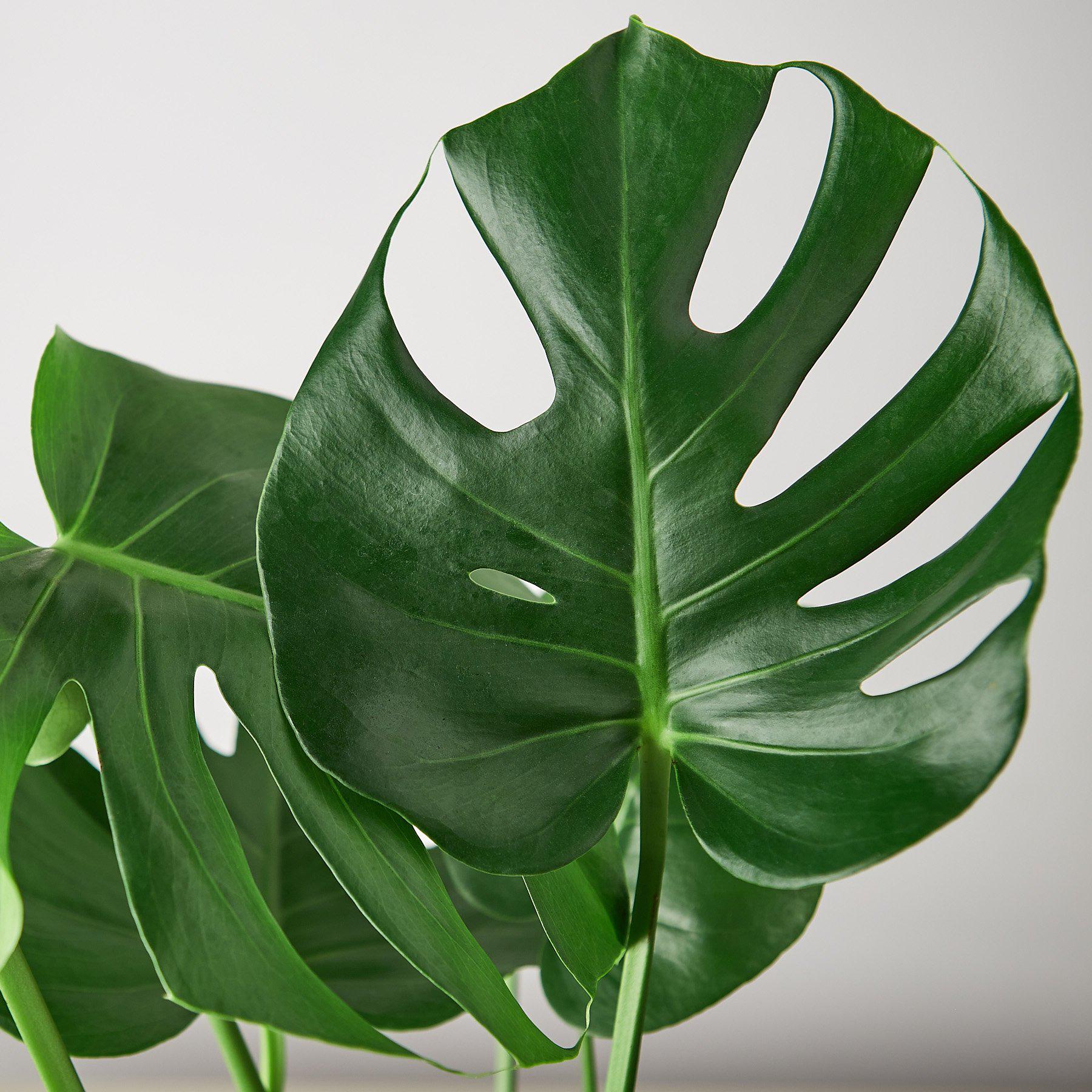 Monstera Split-Leaf Deliciosa