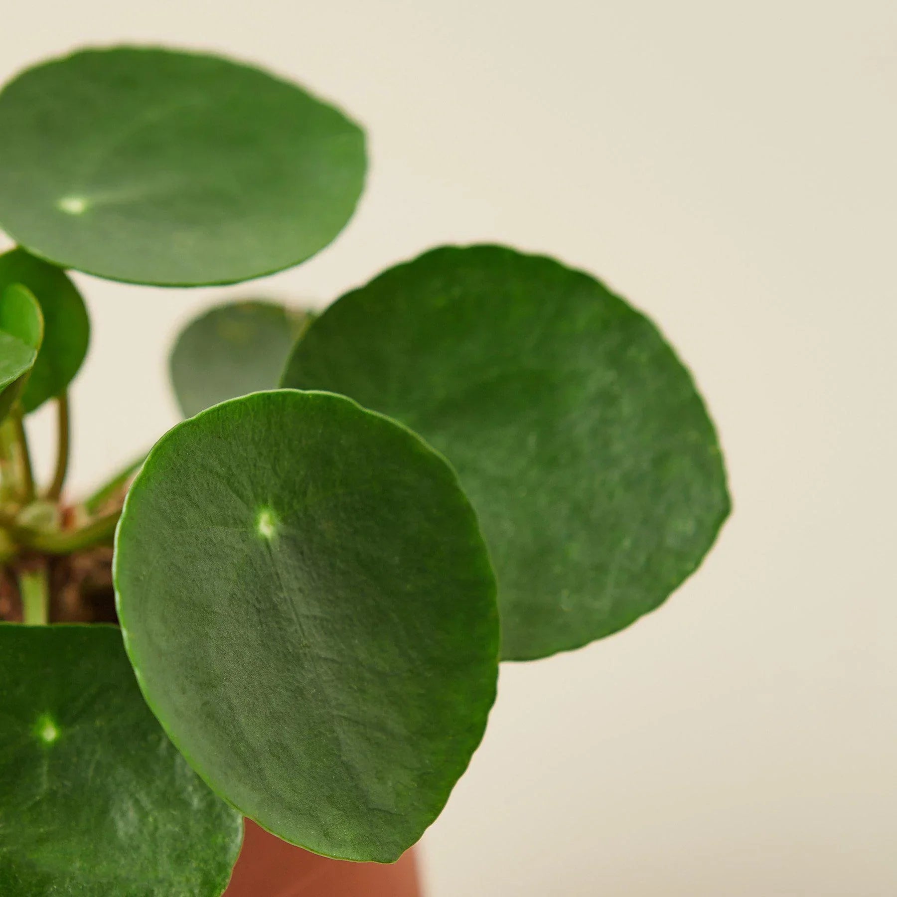 Pilea Peperomioides (Friendship Chinese Money Plant)