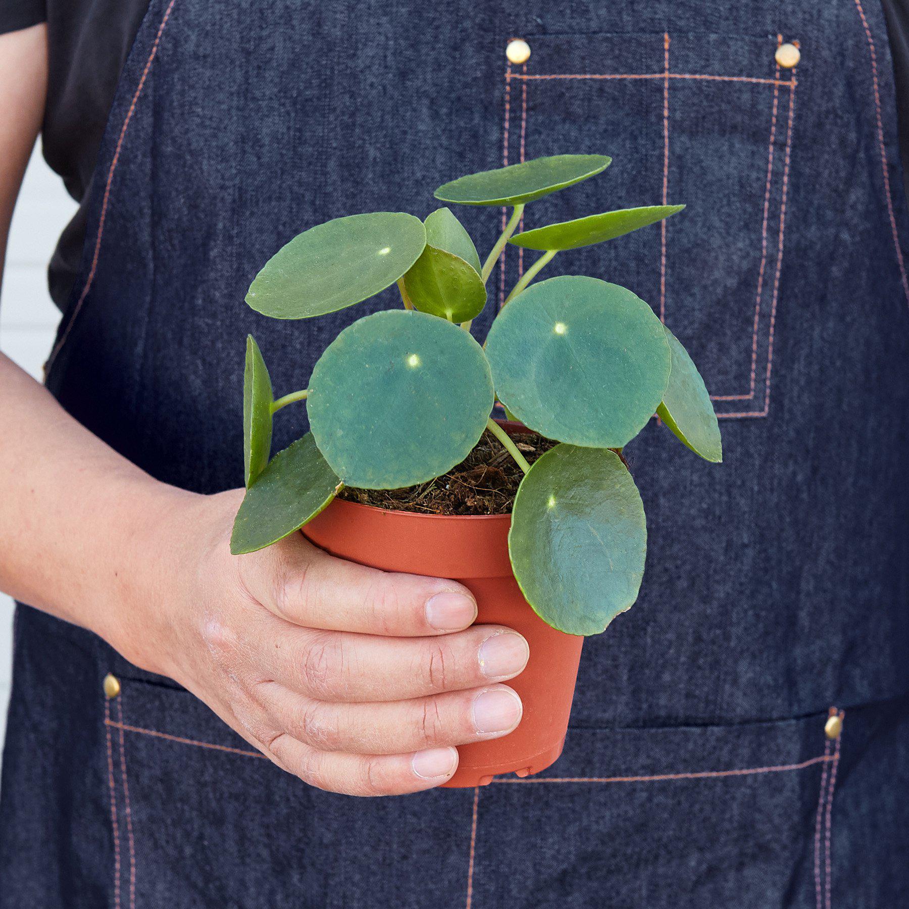 Pilea Peperomioides (Friendship Chinese Money Plant)