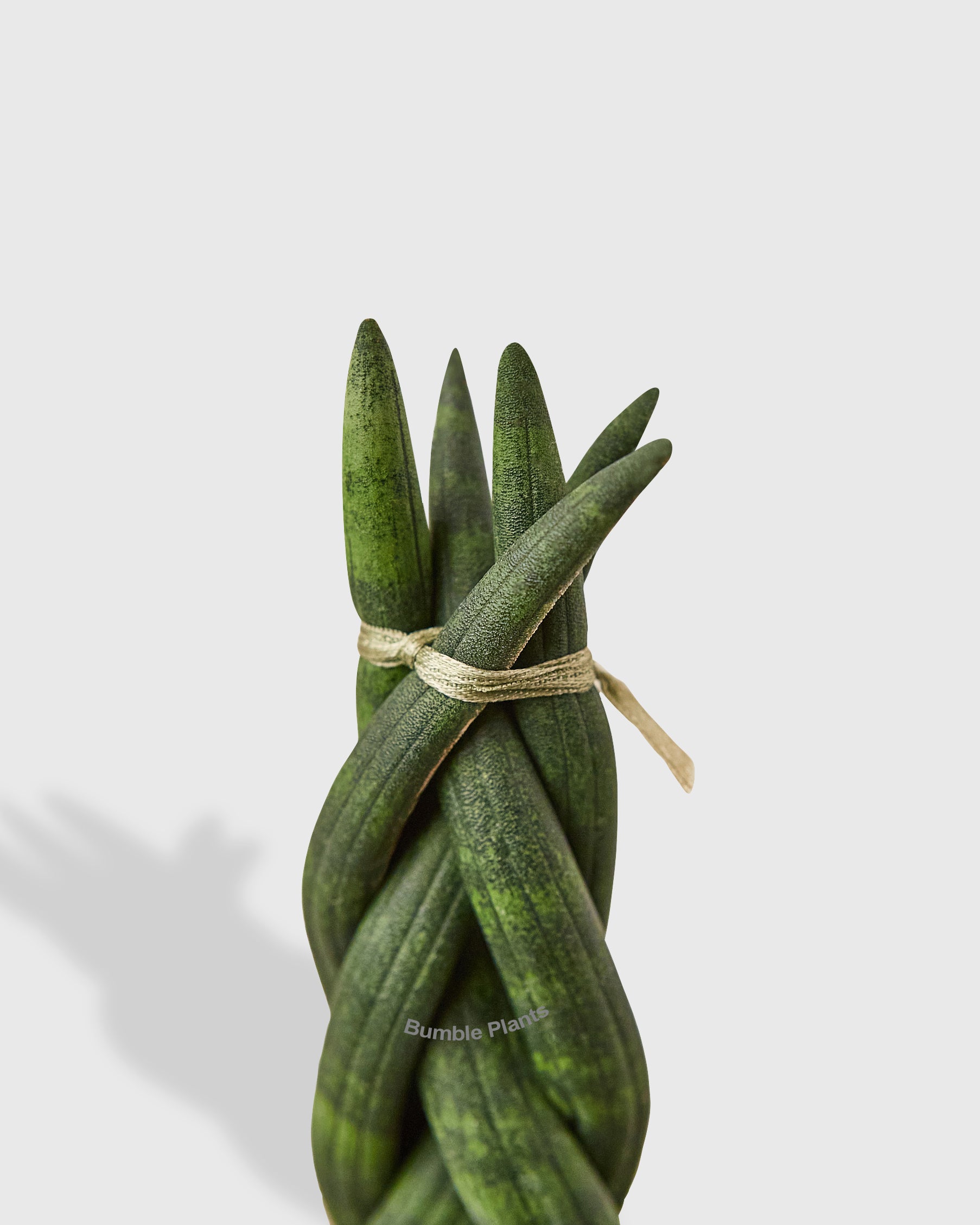 Sansevieria Trifasciata Braided Snake Plant