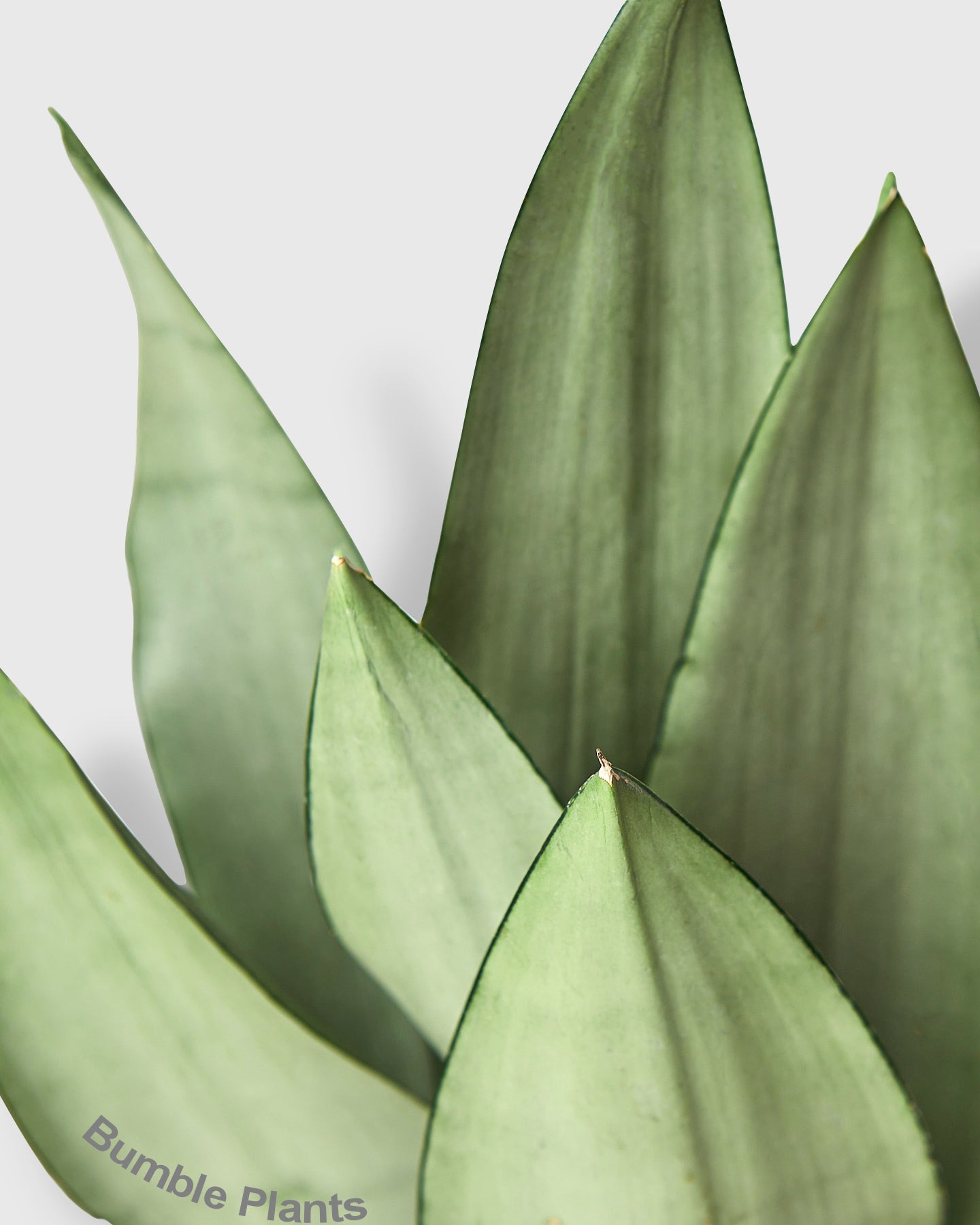 Sansevieria Trifasciata Moonshine Snake Plant