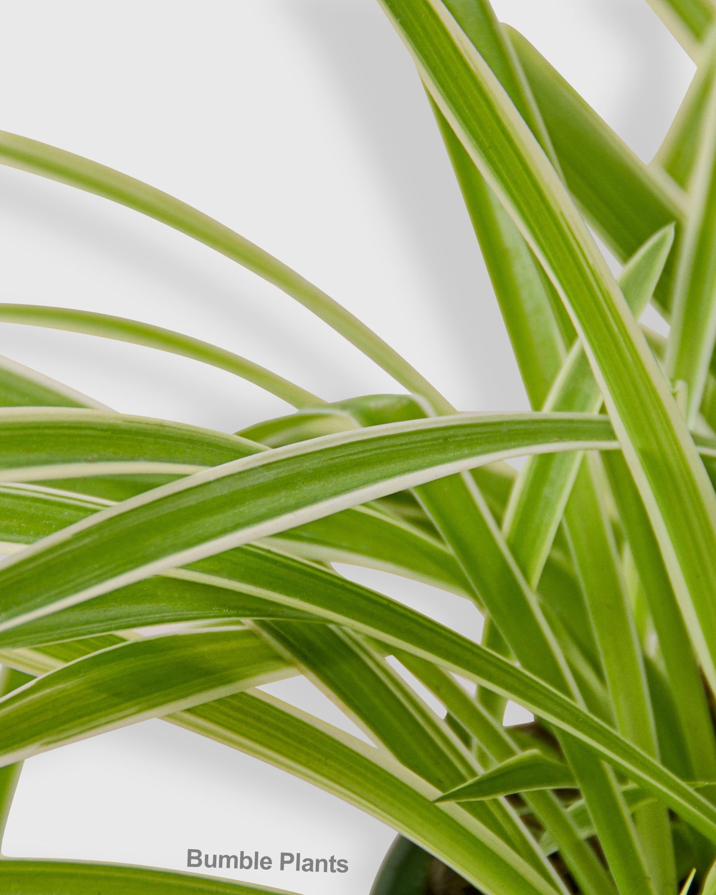Chlorophytum Comosum Reverse Spider Plant