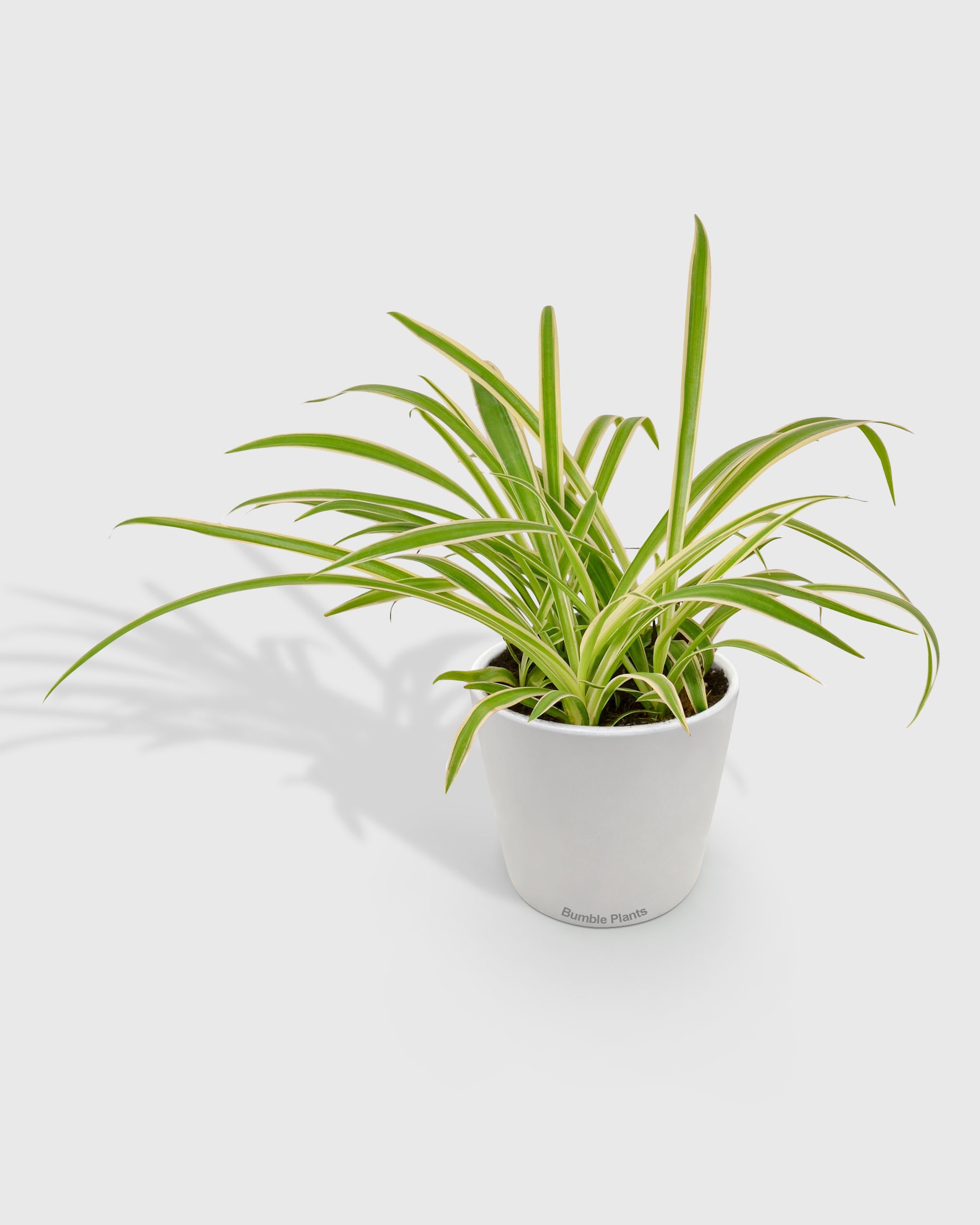 Chlorophytum Comosum Reverse Spider Plant