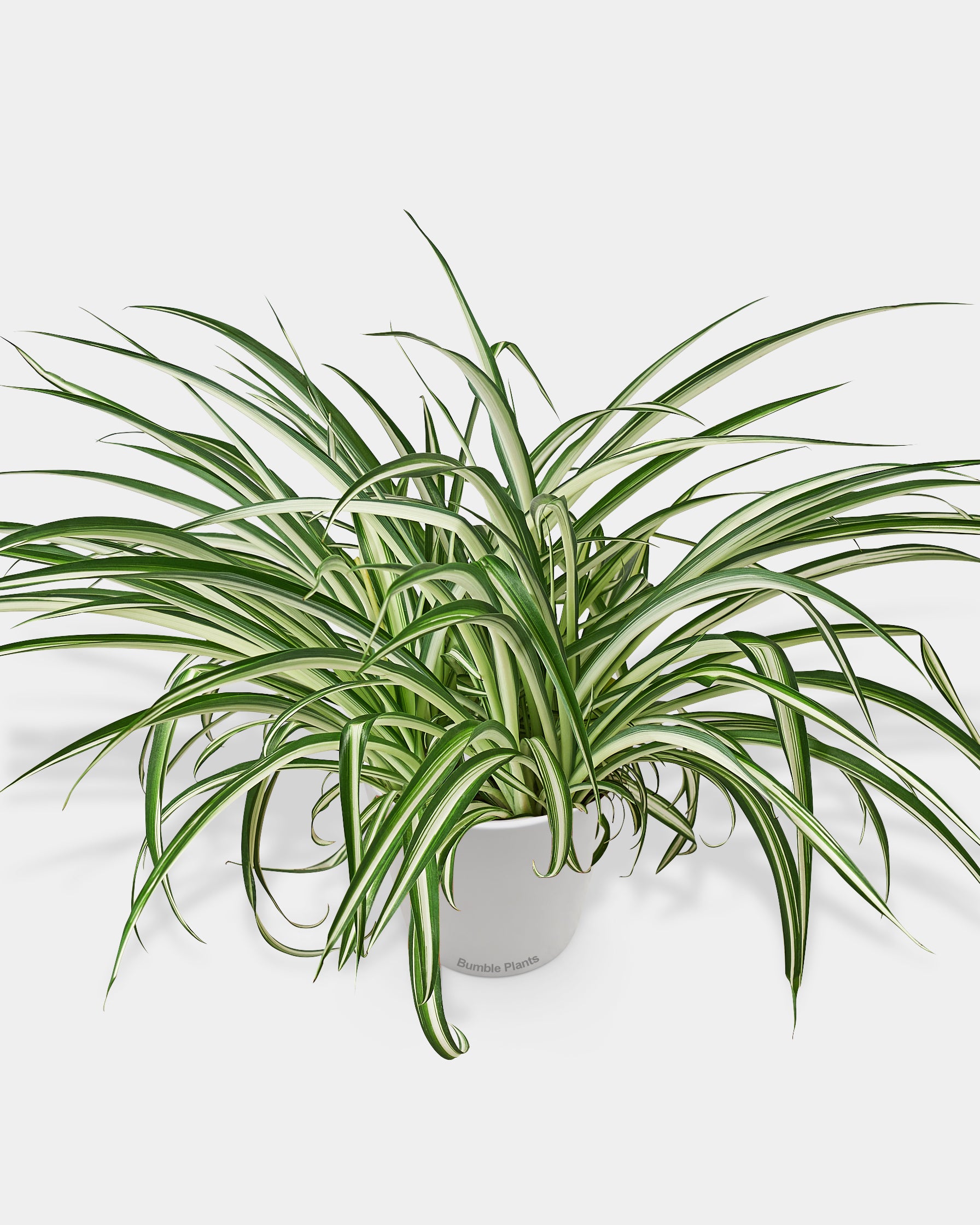 Chlorophytum Comosum Reverse Spider Plant