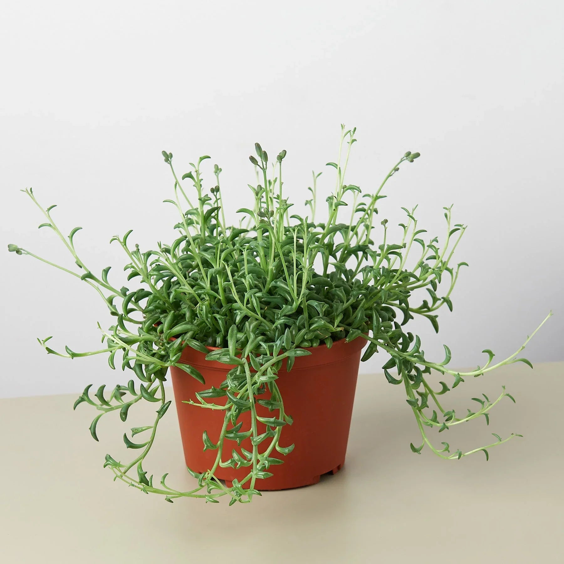 String of Dolphins