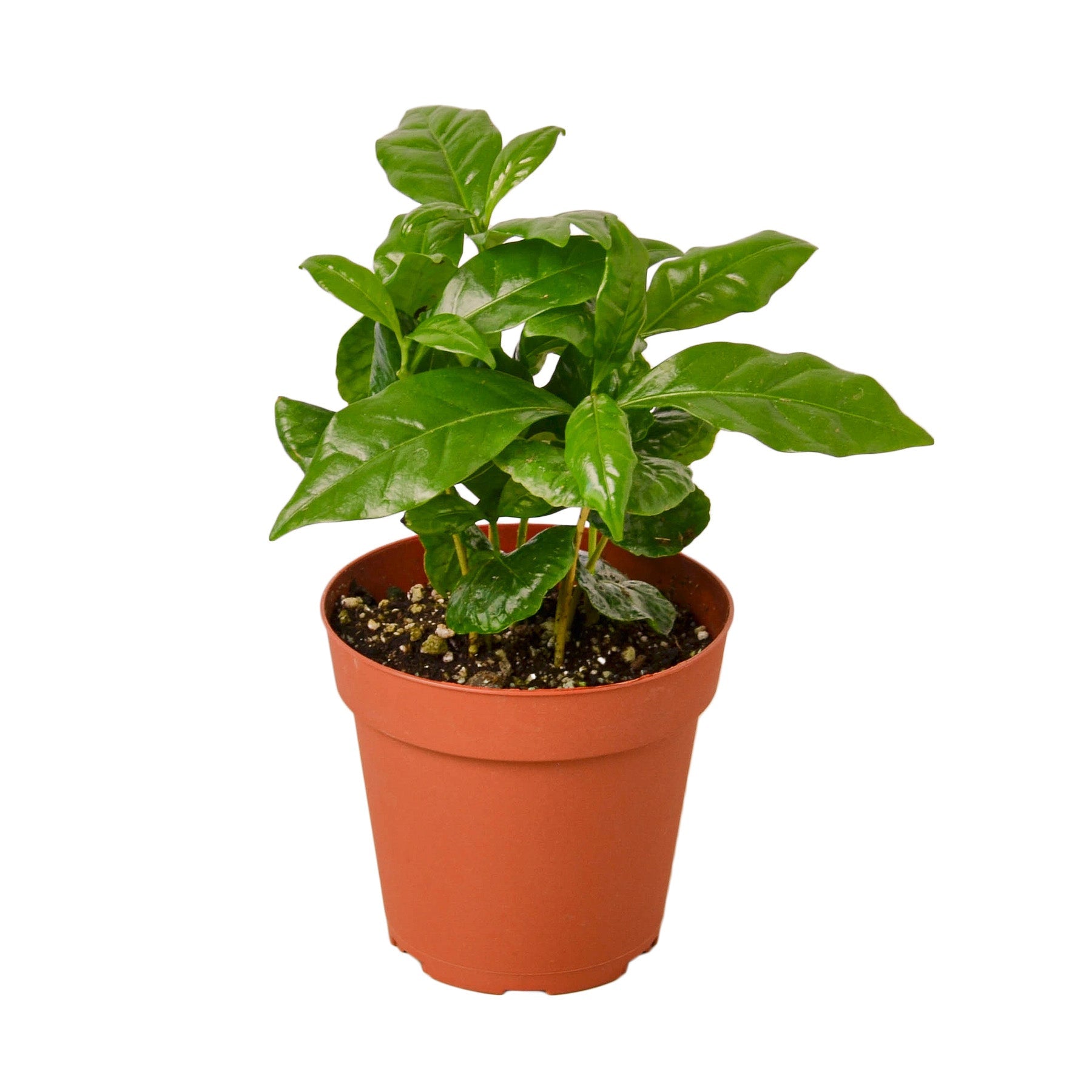 Arabica Coffee Plant "Coffea"