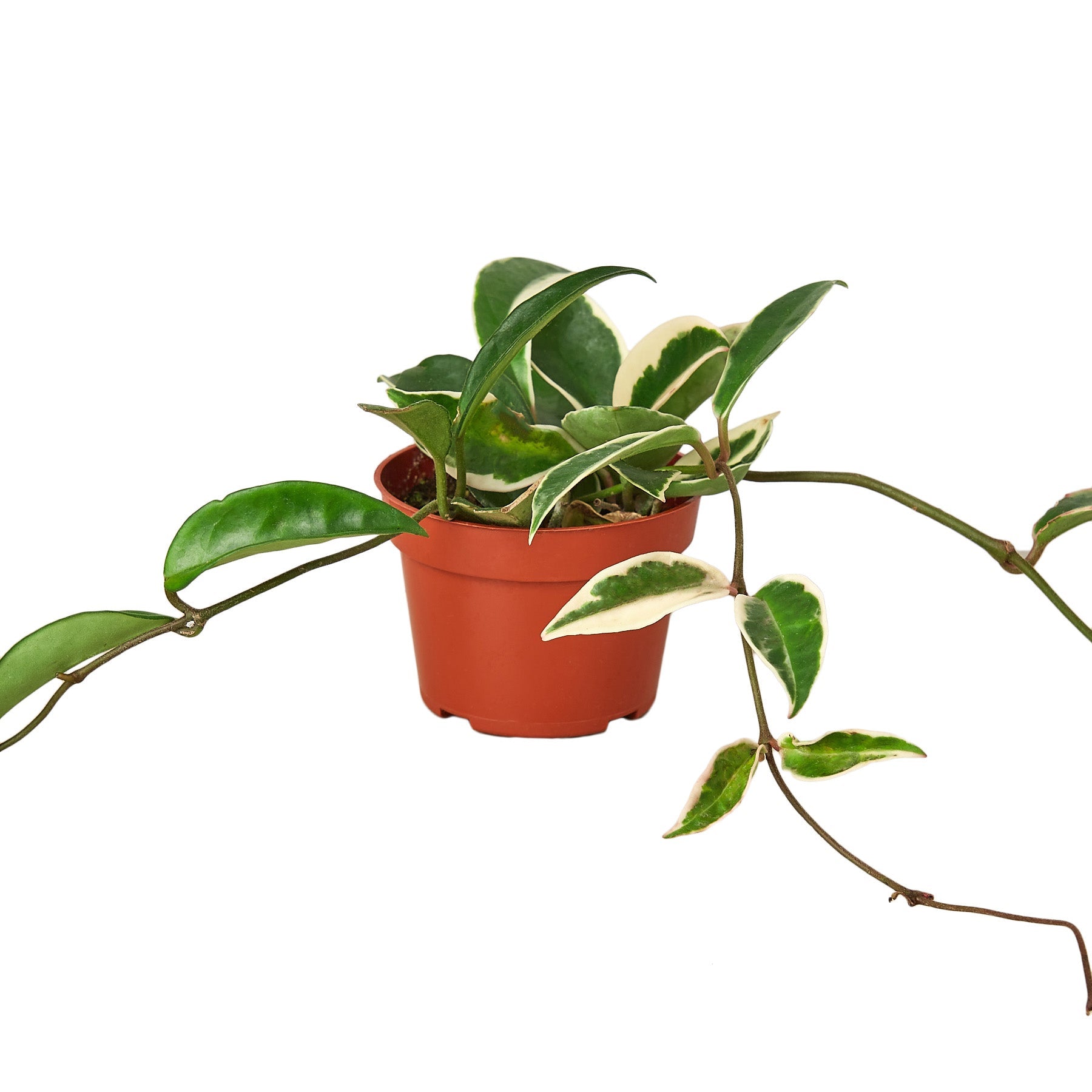Variegated Hoya Carnosa Krimson Queen