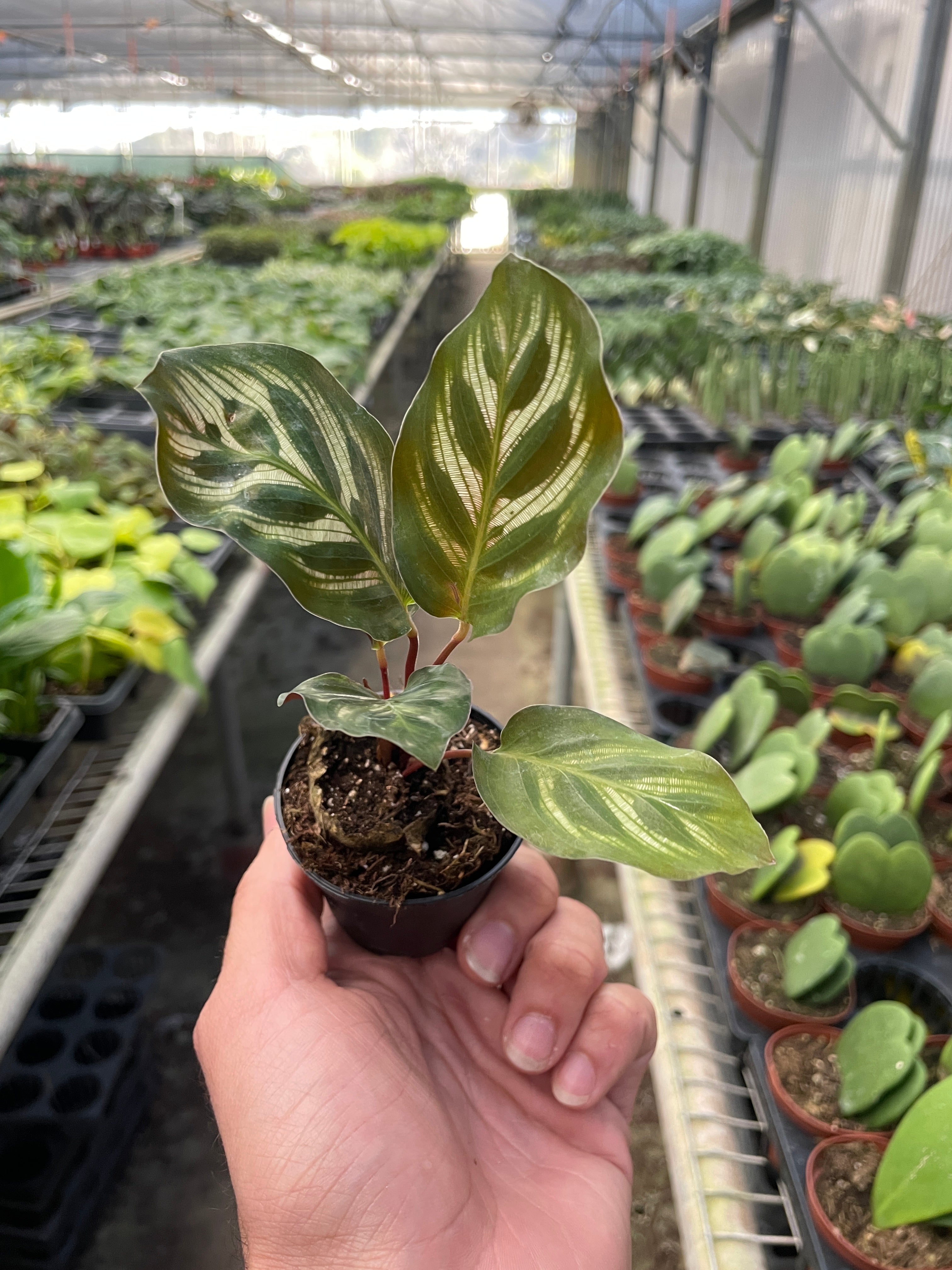 Calathea Peacock Makoyana