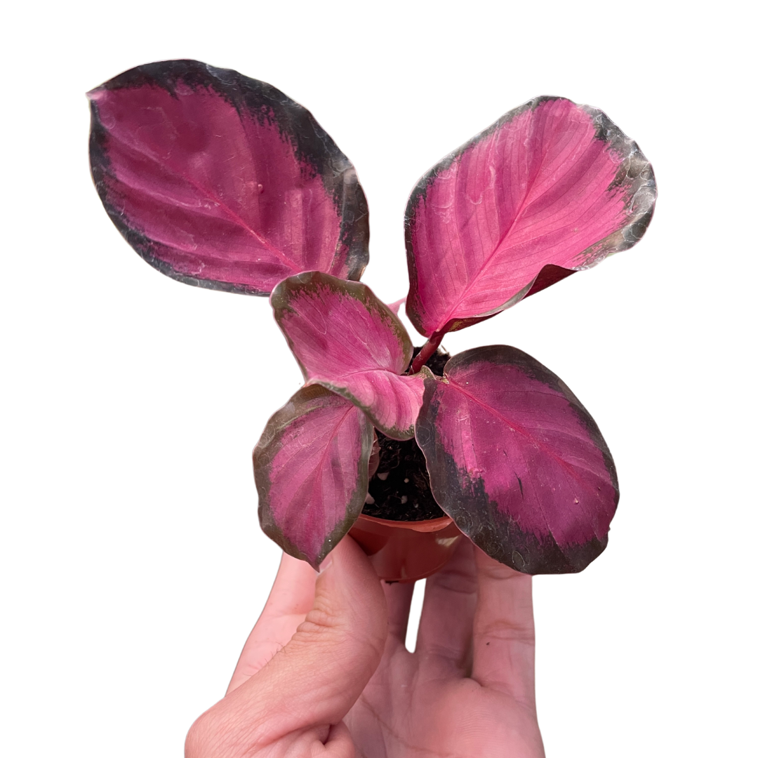 Calathea Roseopicta Crimson