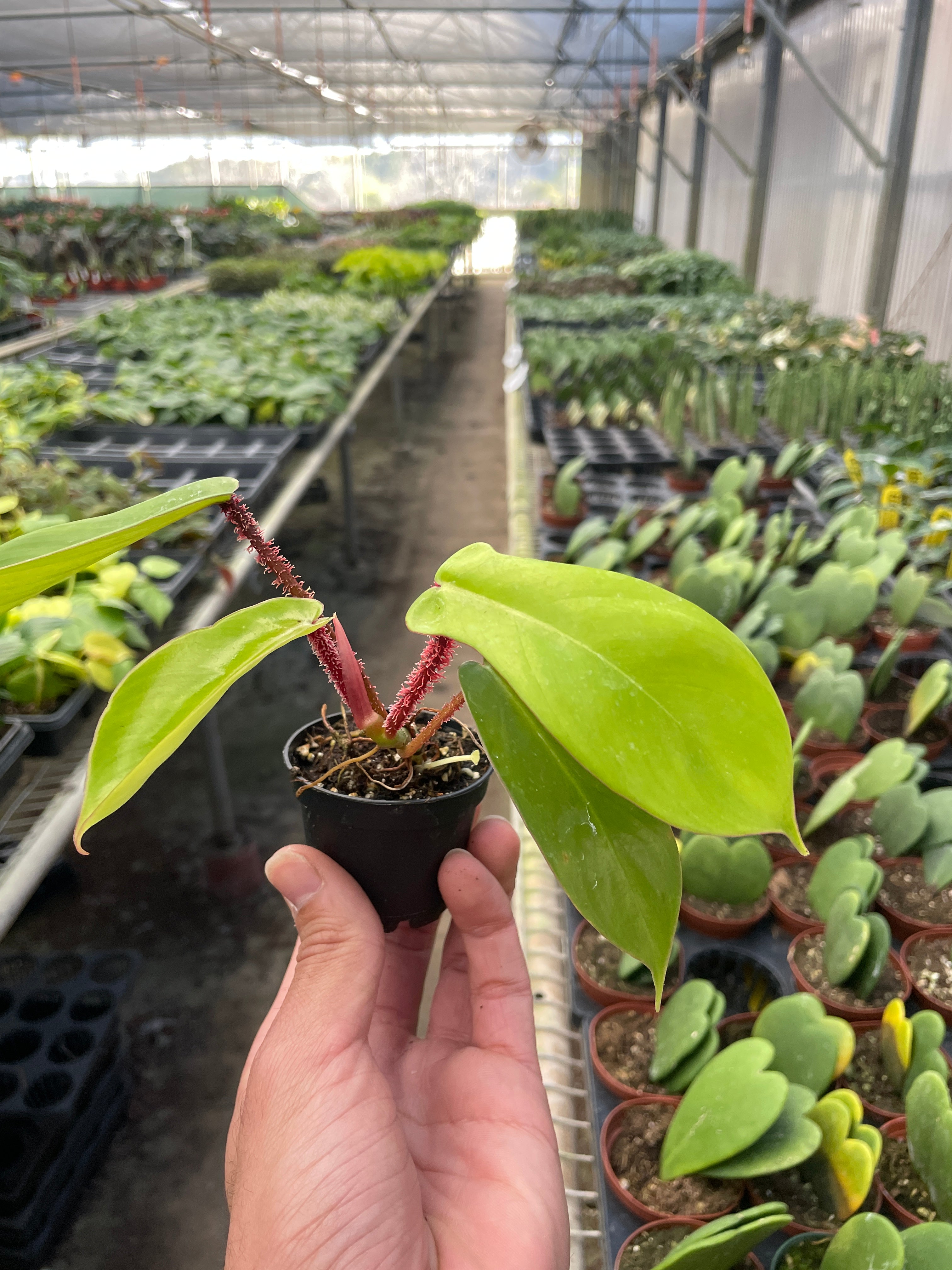 Philodendron Squamiferum 'Hairy Philo'