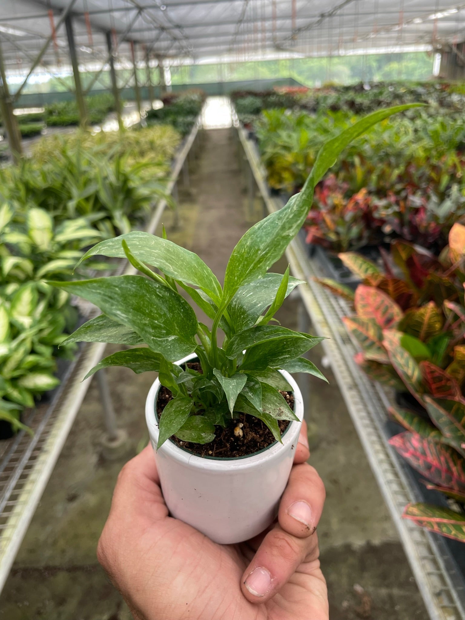 Spathiphyllum Domino Peace Lily Variegata