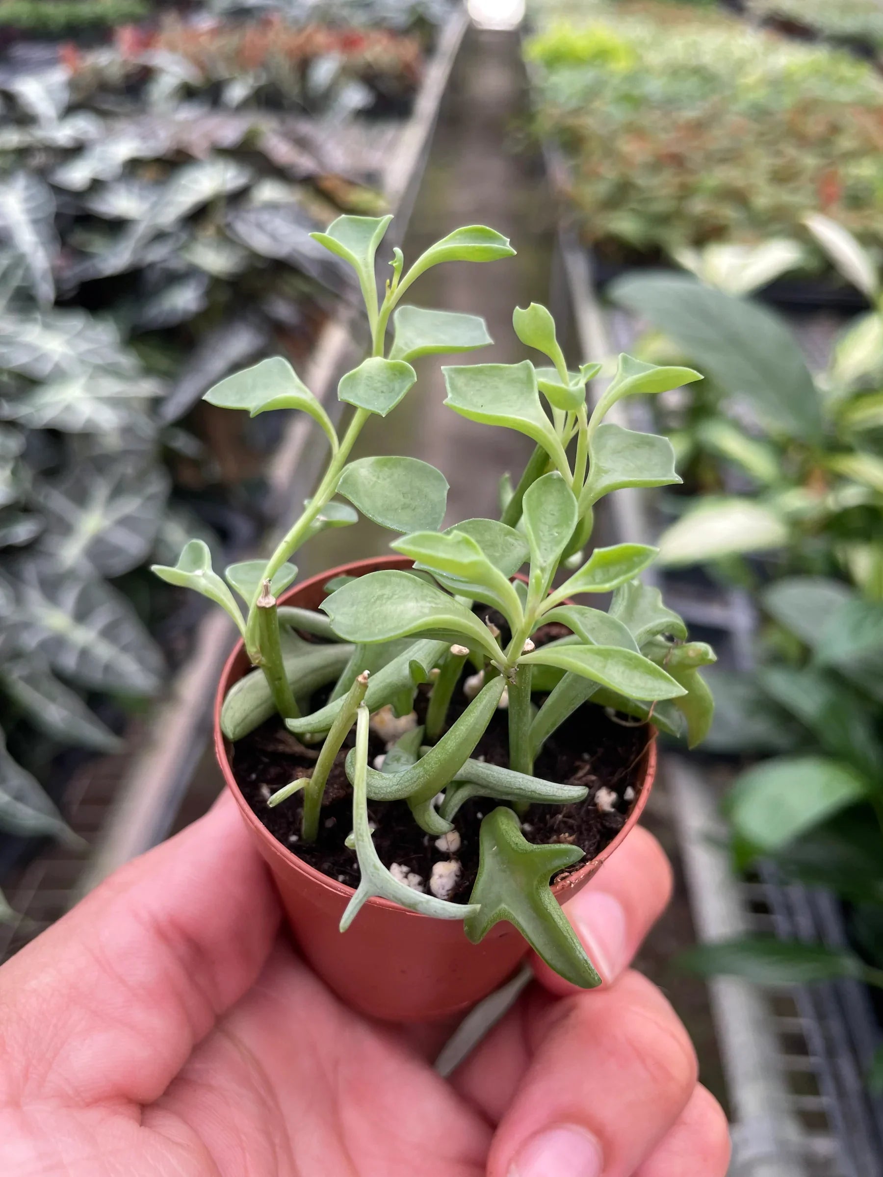 String of Dolphins