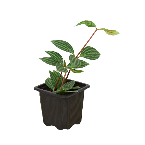 Peperomia Puteolata Tetragona 'Parallel'