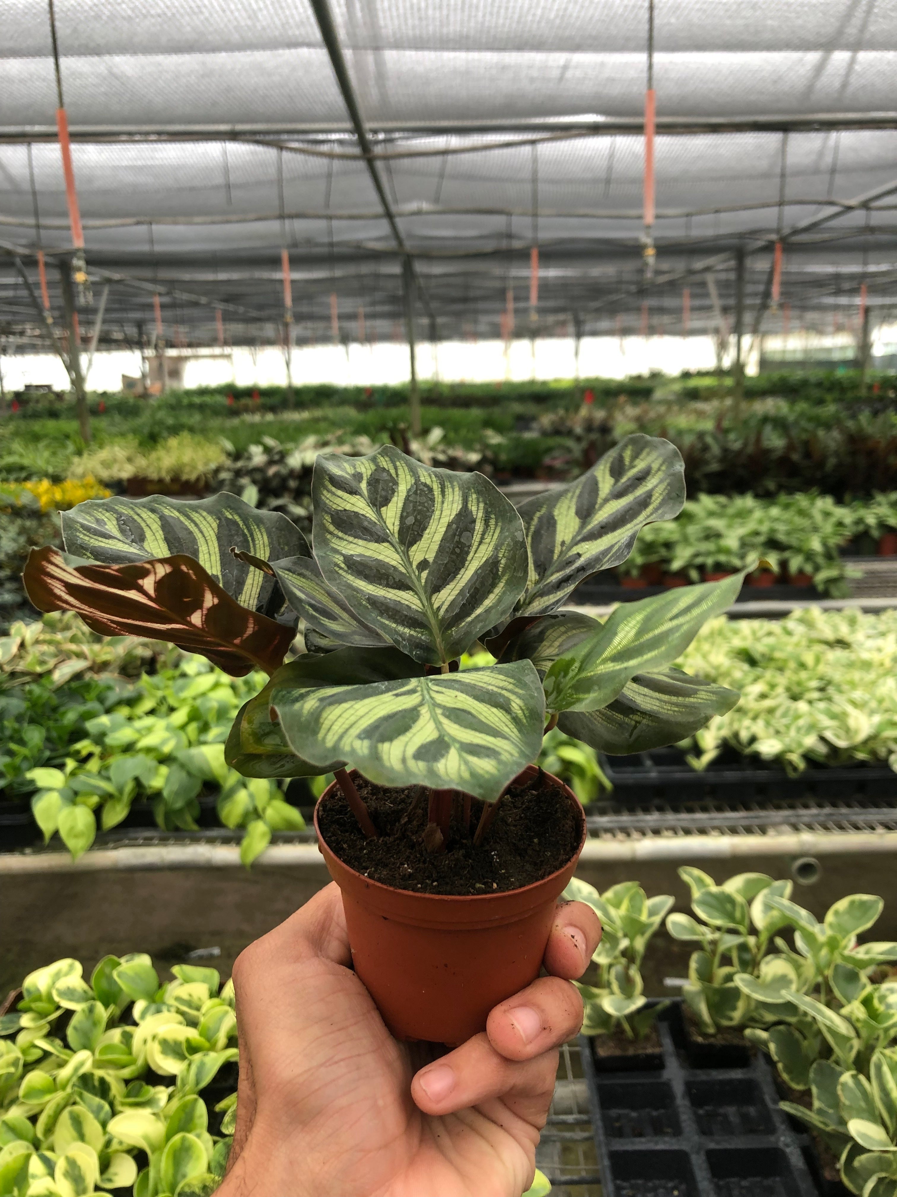 Calathea Peacock Makoyana