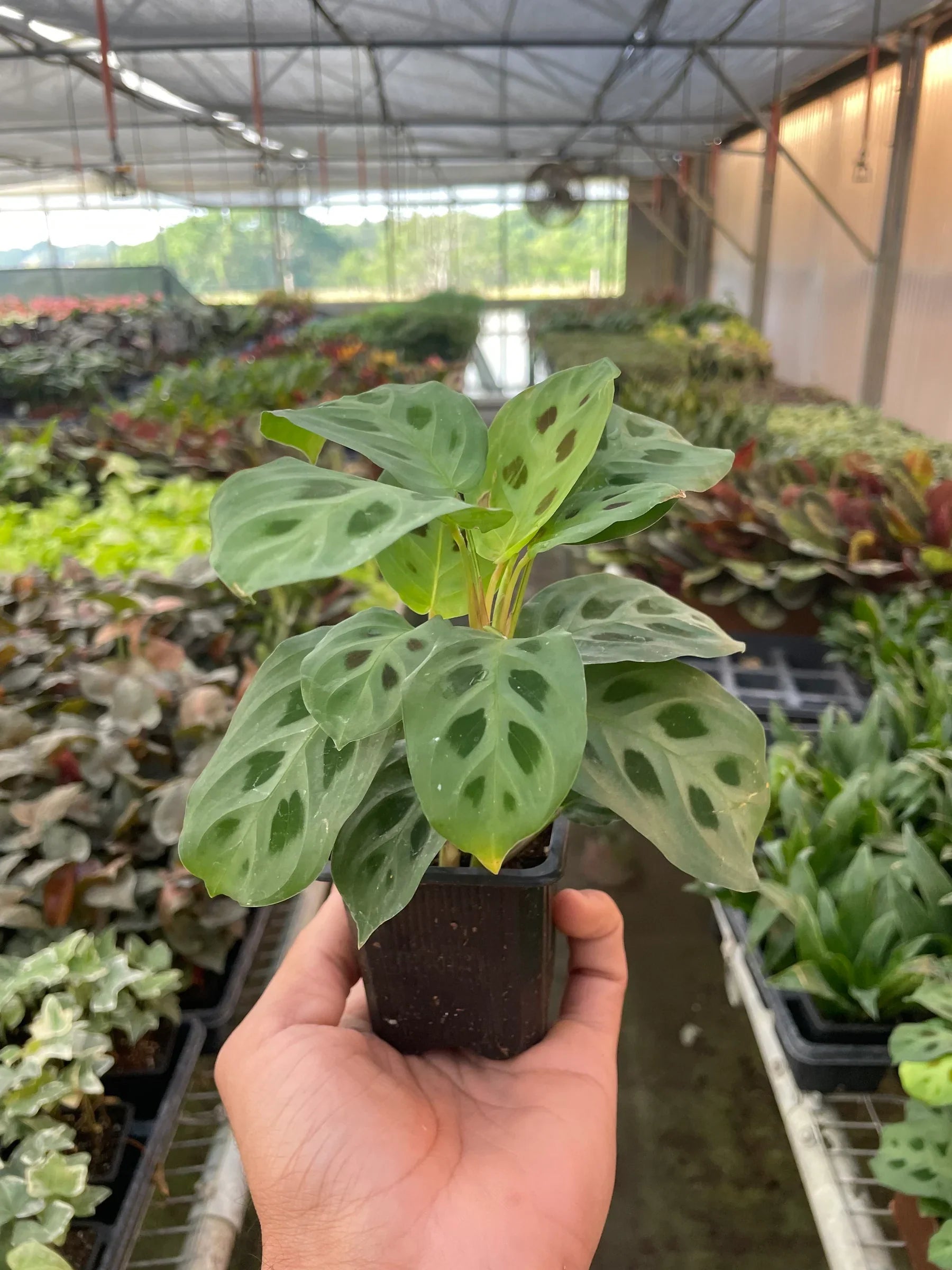 Maranta Leuconeura Kerchoveana