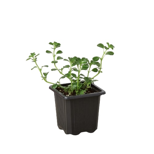 Pilea Depressa 'Baby Tears'