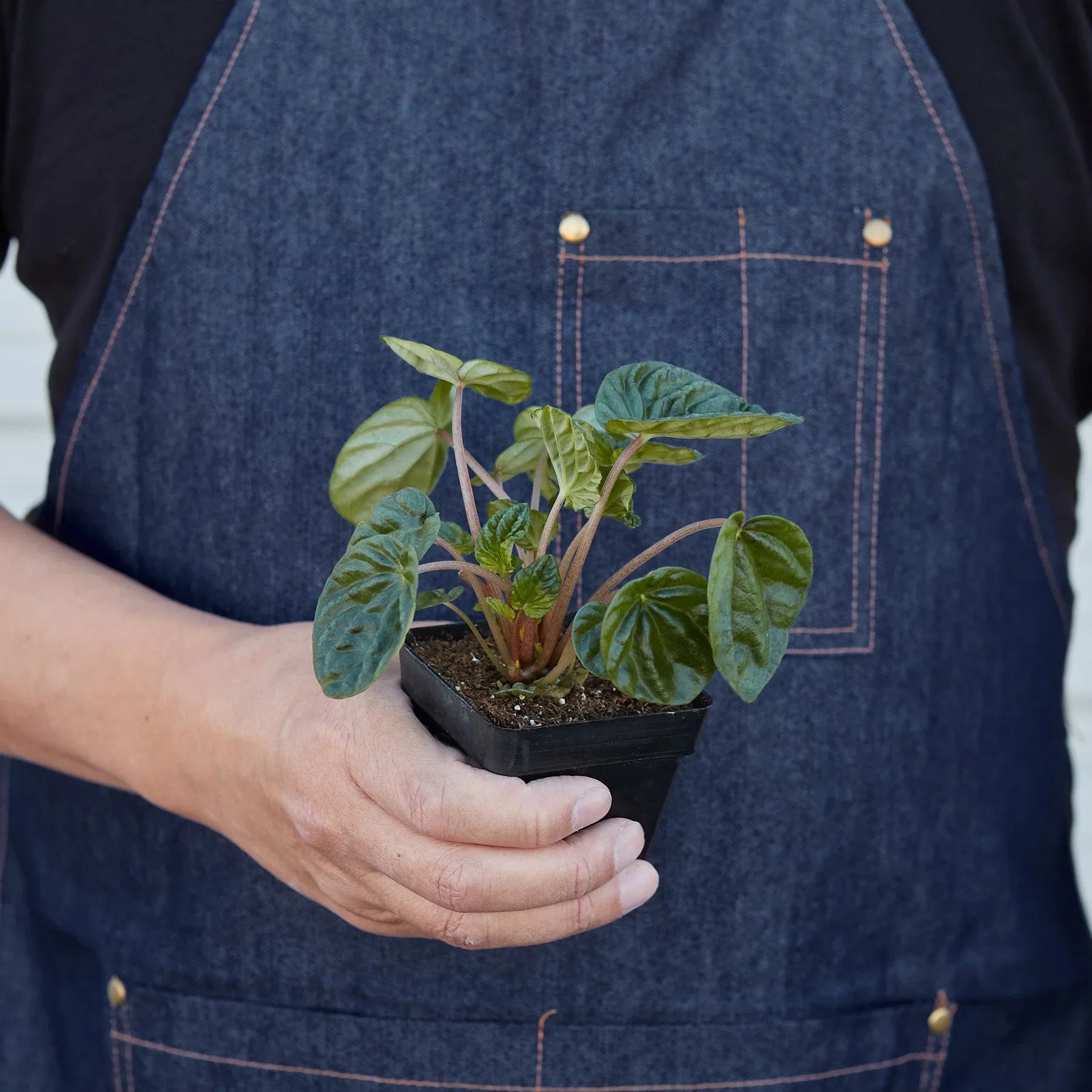 Peperomia Emerald Ripple Pepper