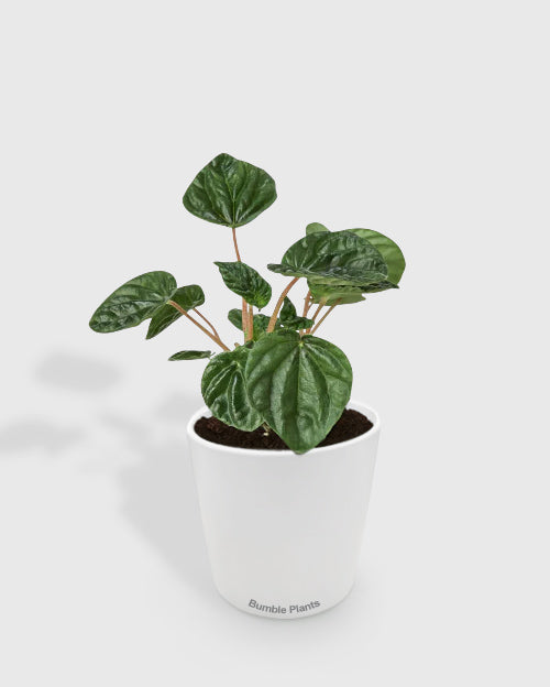 Peperomia Emerald Ripple Pepper