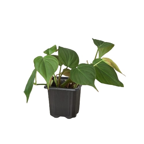 Philodendron Micans Velvet