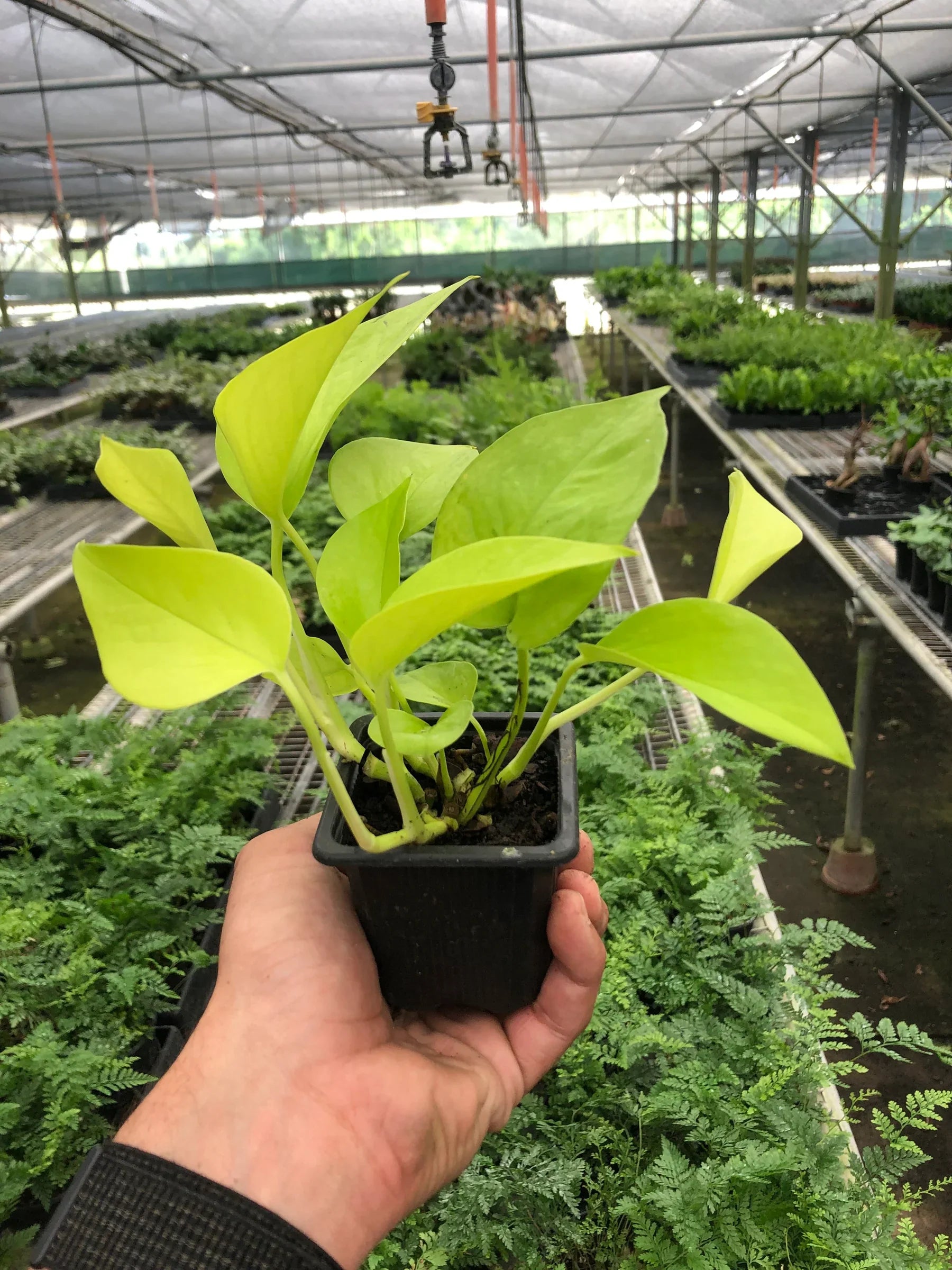Neon Lemon Lime Pothos