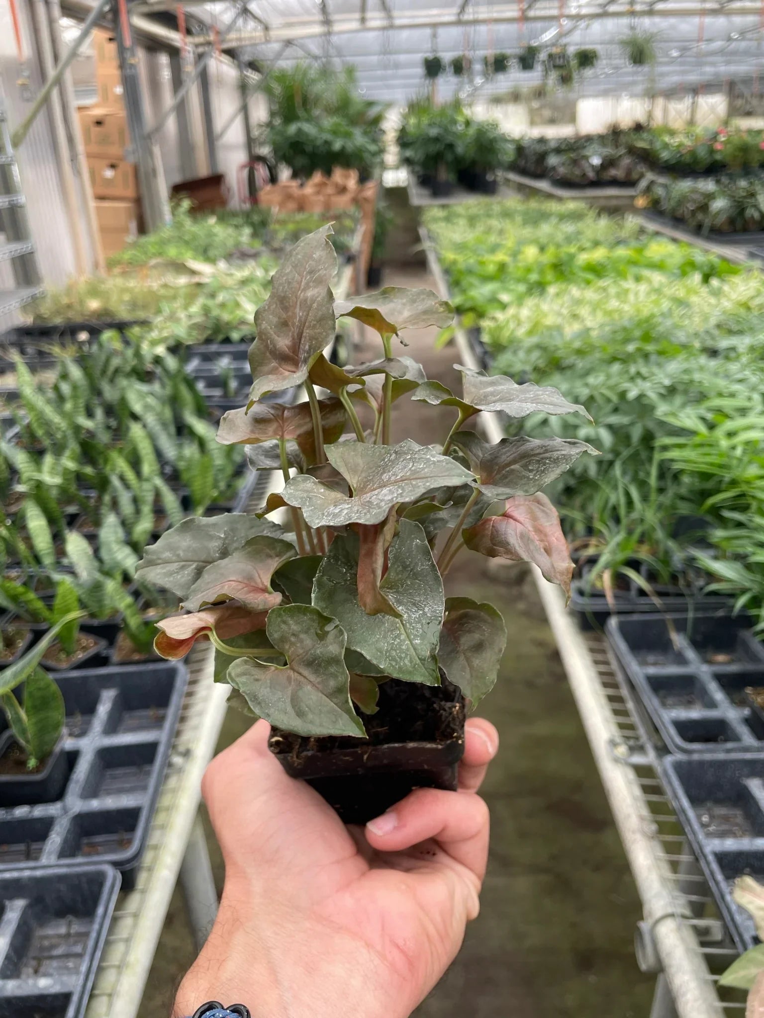 Syngonium Merry Dark Allusion