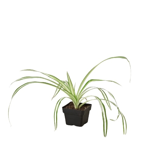 Chlorophytum Comosum Reverse Spider Plant