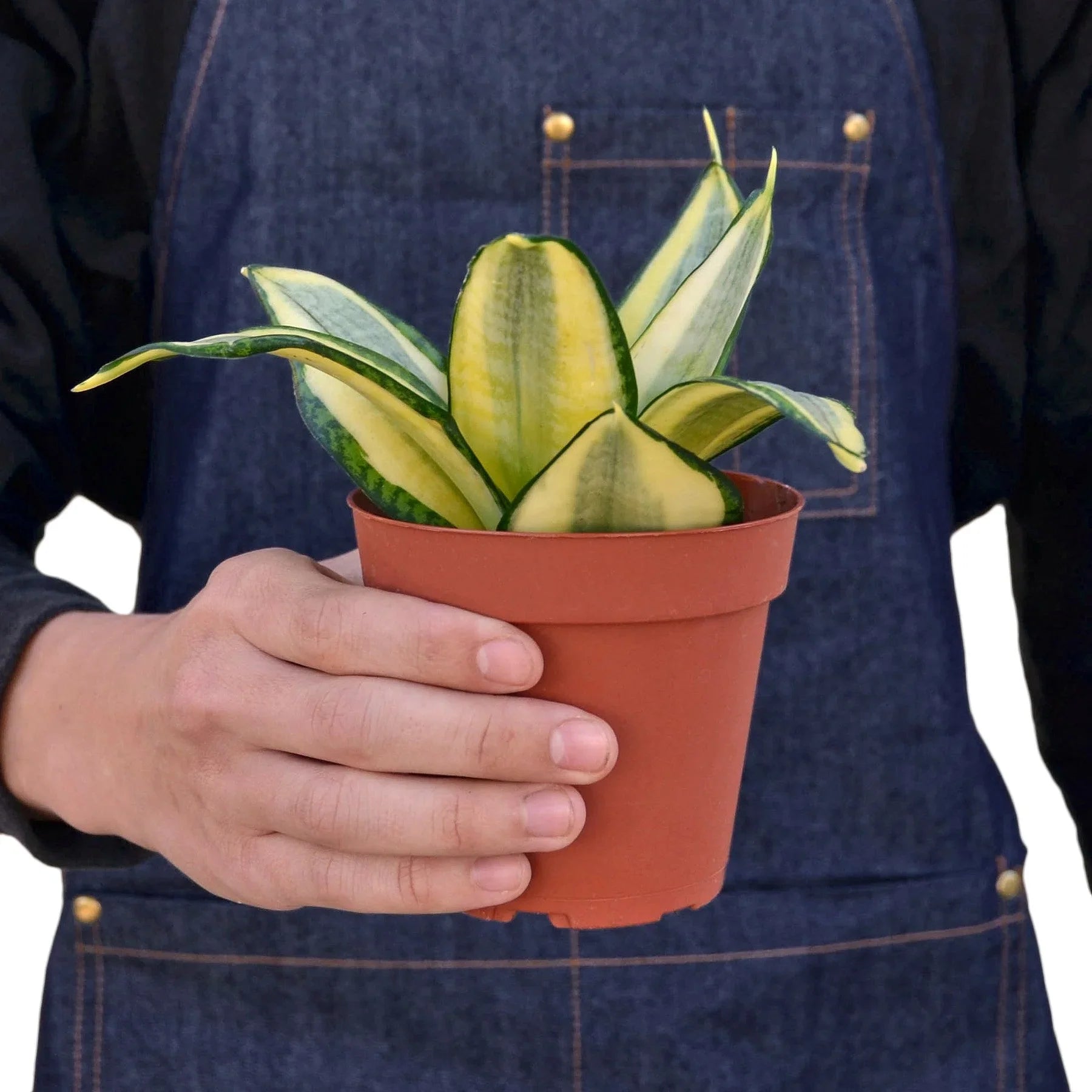 Sansevieria Trifasciata Gold Hahnii Snake Plant