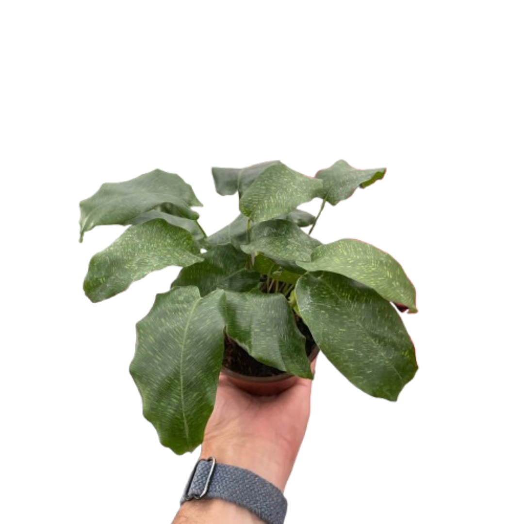 Calathea Musaica 'Goeppertia Kegeljanii'