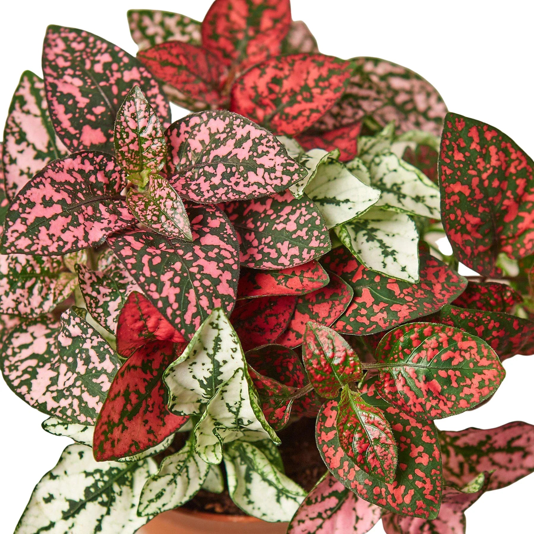 Pink Polka Dot Plant (Hypoestes Phyllostachya)