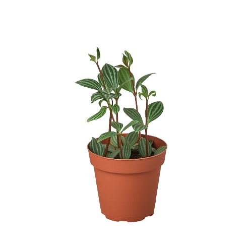 Peperomia Puteolata Tetragona 'Parallel'