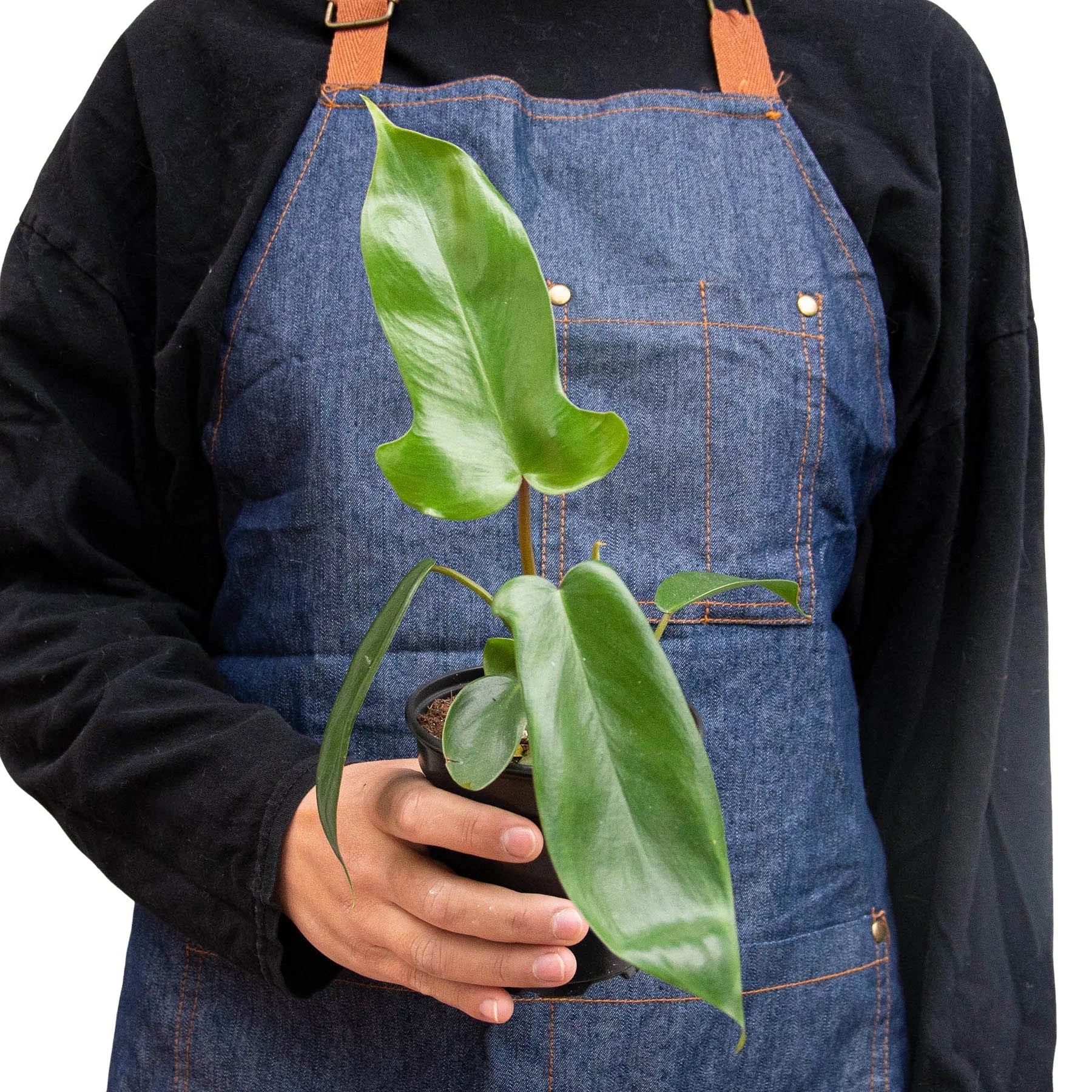 Philodendron Florida Green Beauty
