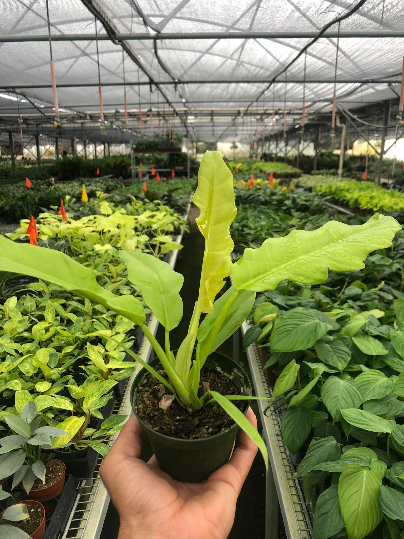 Philodendron 'Golden Crocodile' Ring of Fire Hybrid