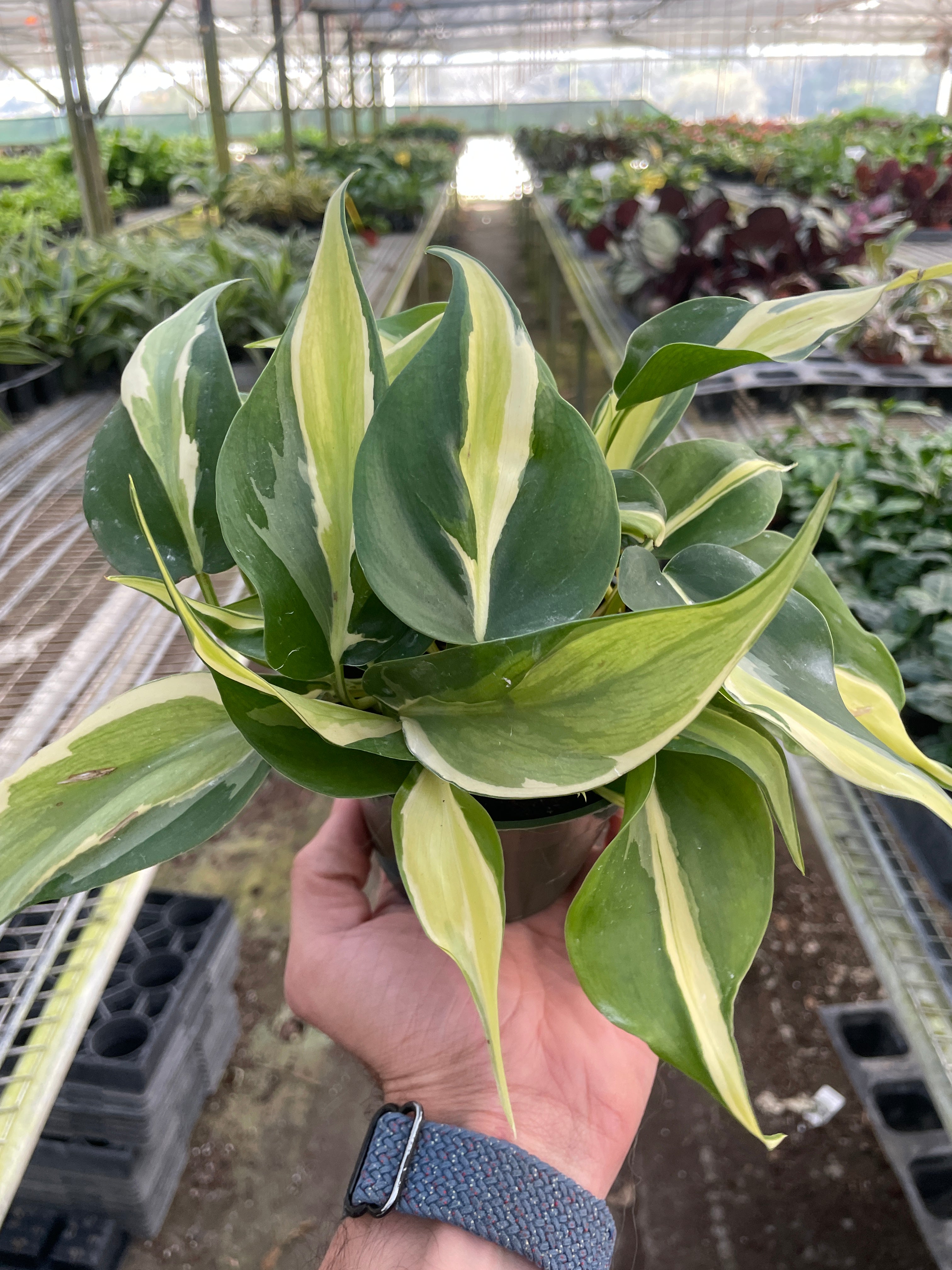 Philodendron Hederaceum Silver Stripe