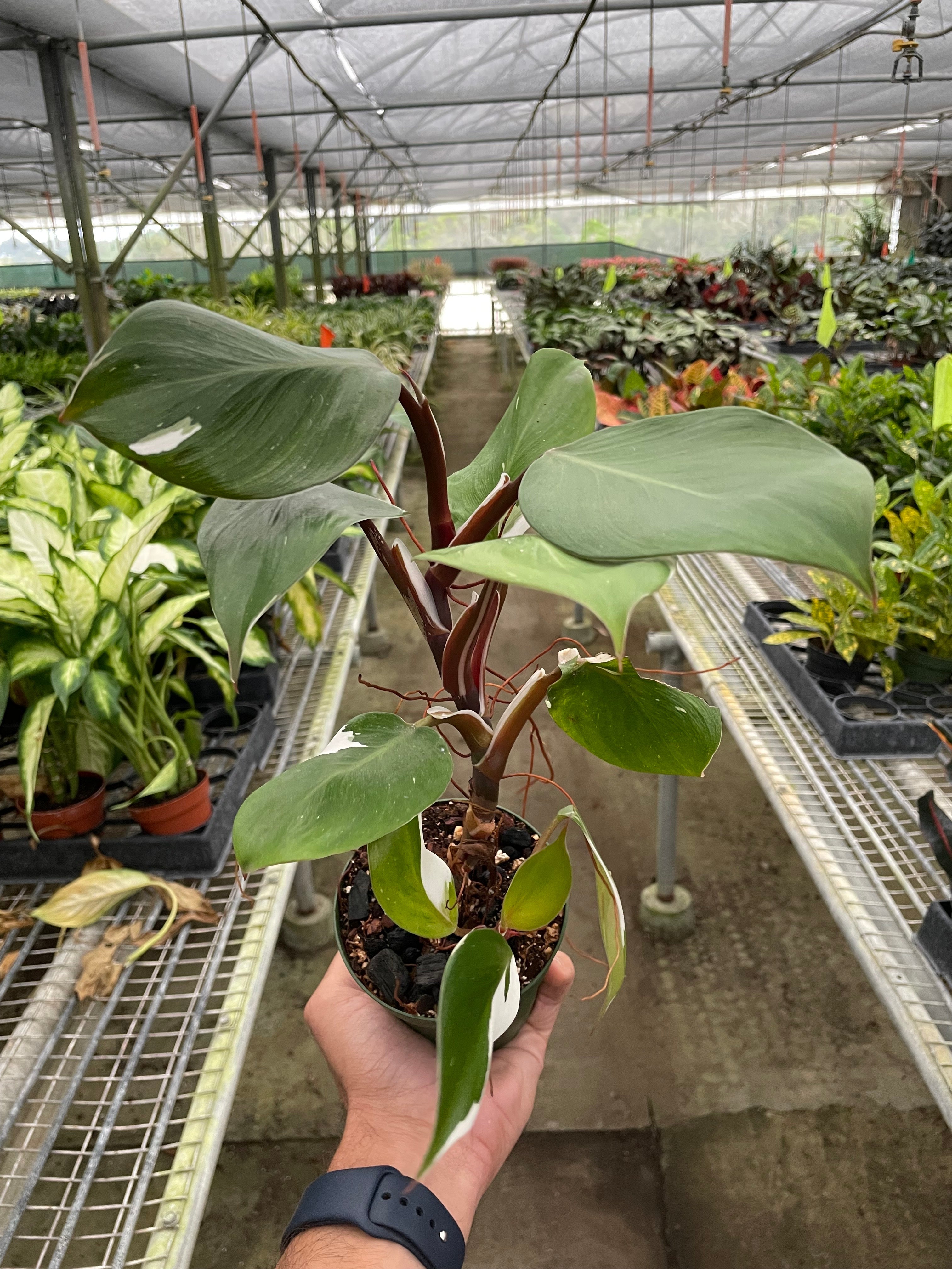 Philodendron White Knight Variegata