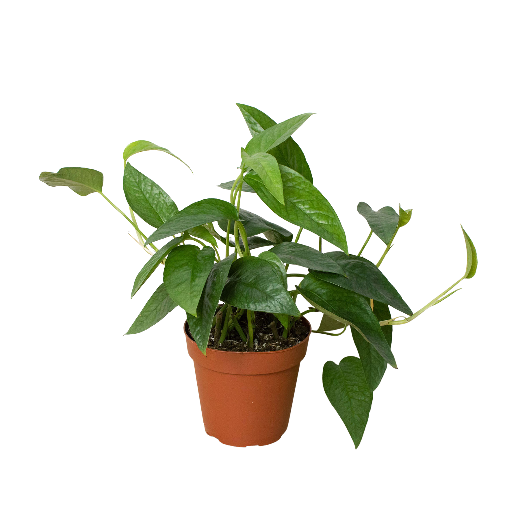 Epipremnum Pinnatum ‘Cebu Blue’ Pothos