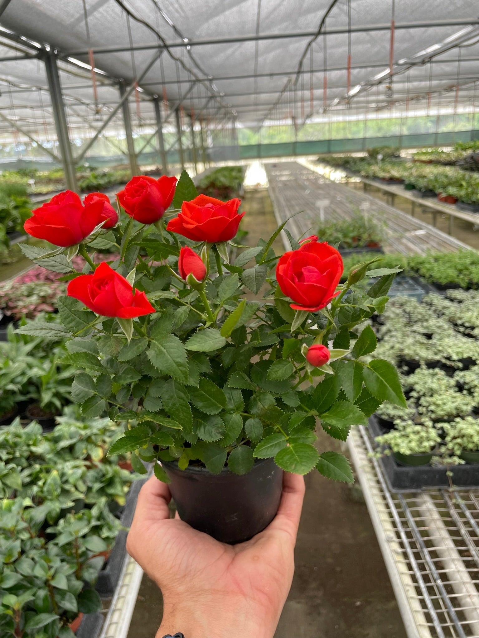 Miniature Tea Rose Flowering Plant