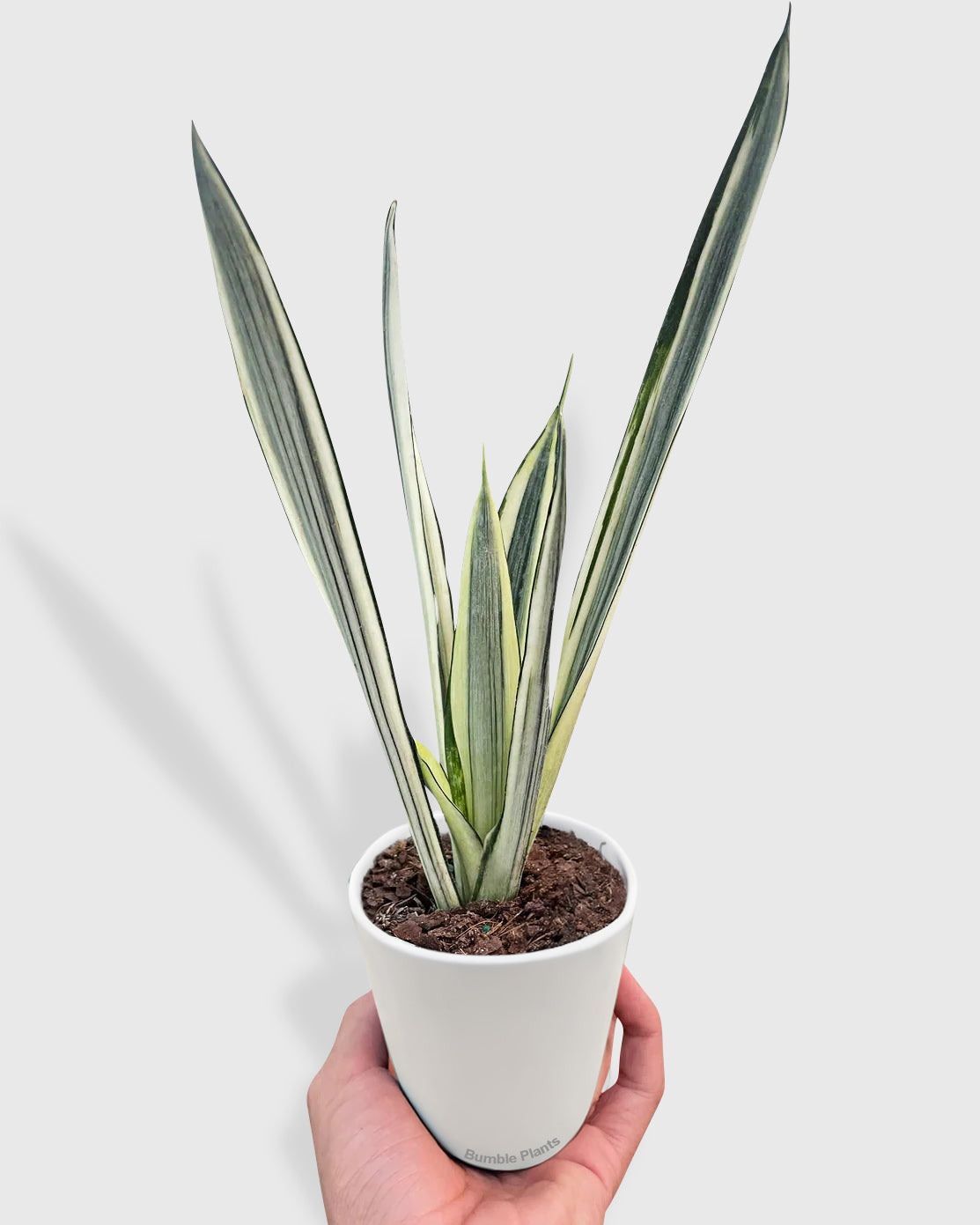 Sansevieria Bantel's Sensation