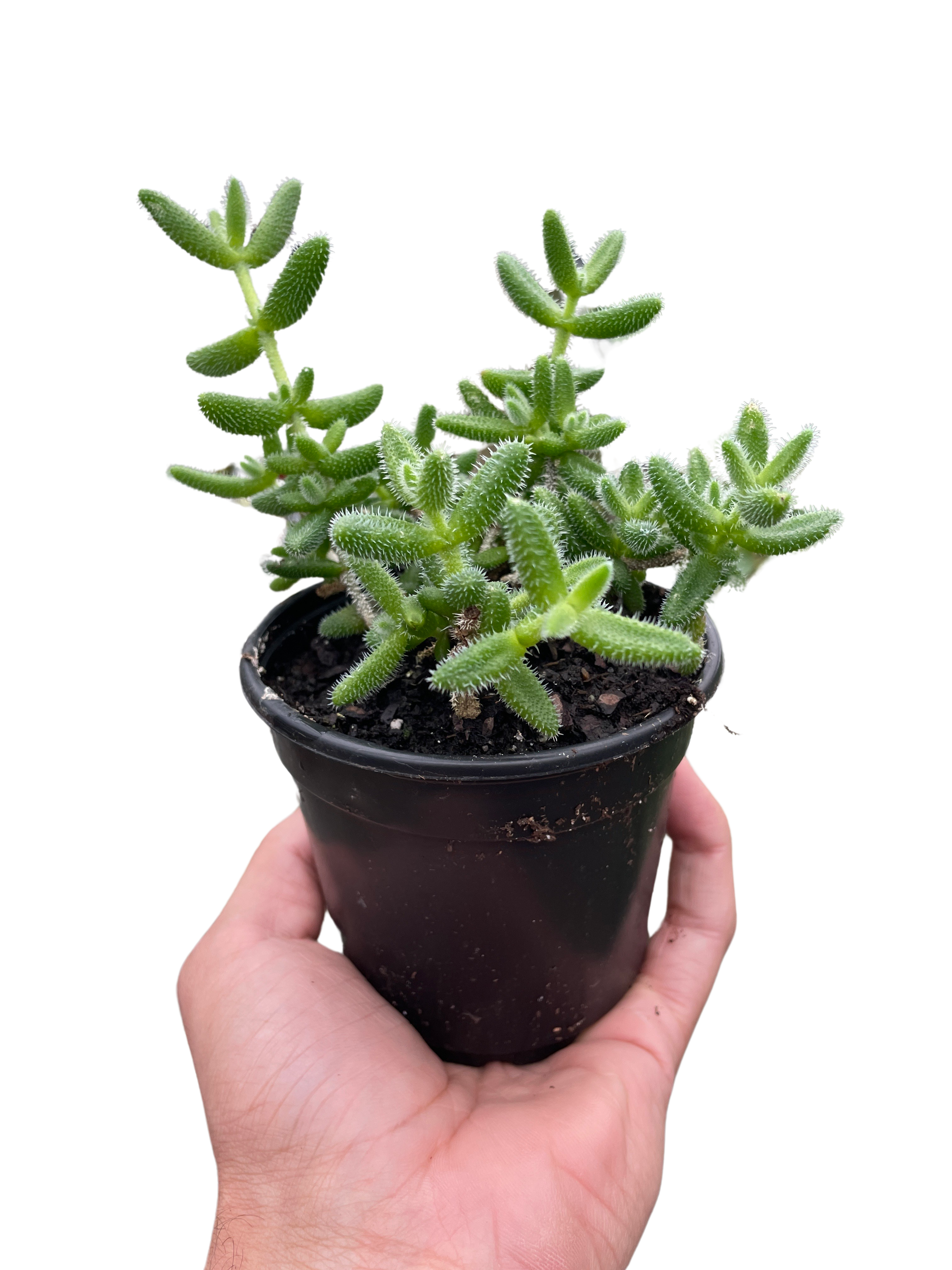 Hedgehog Ice Pickle Plant