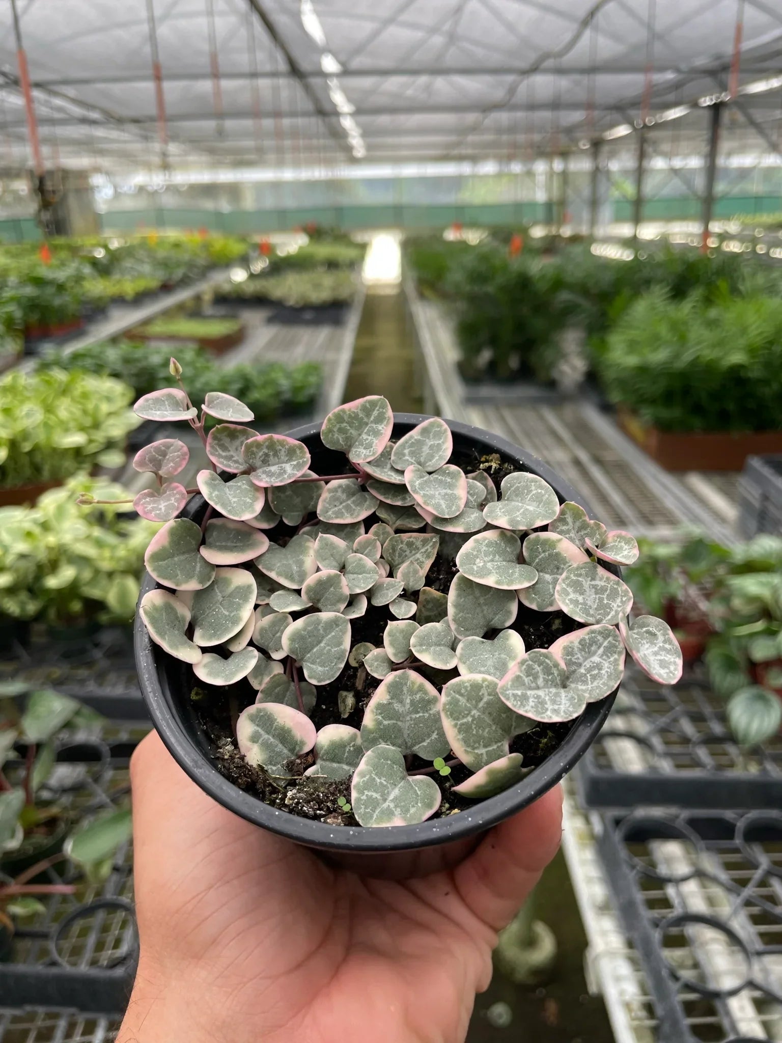 Variegated String of Hearts Succulent