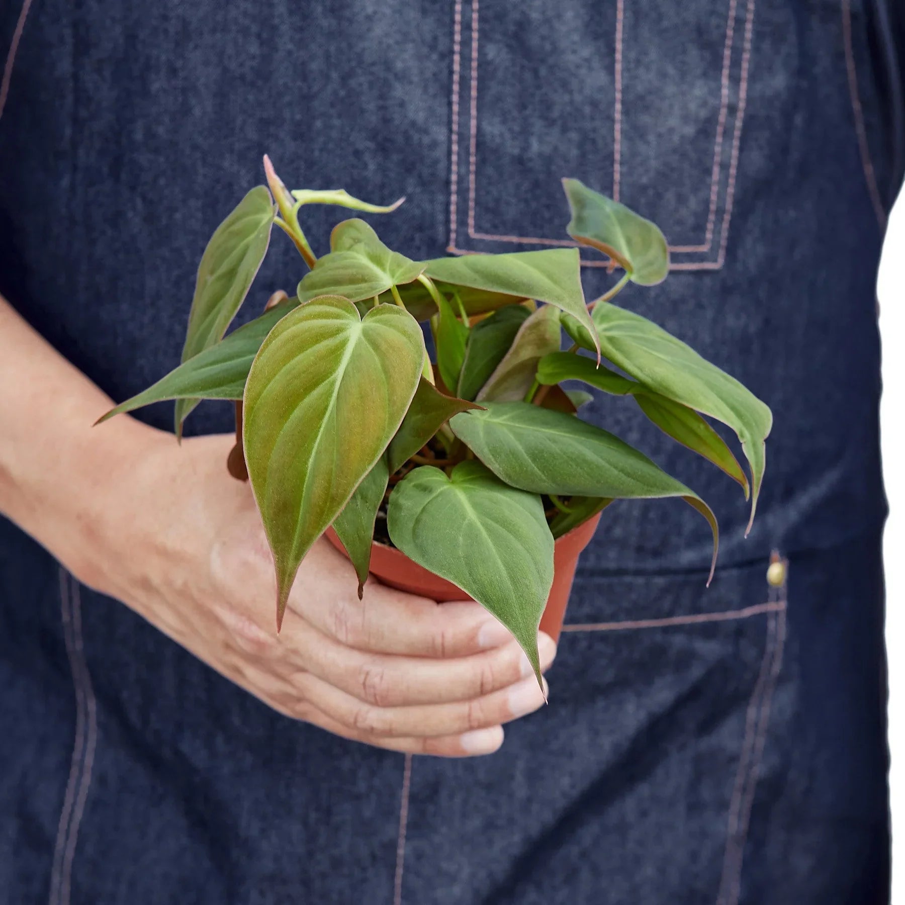 Philodendron Micans Velvet