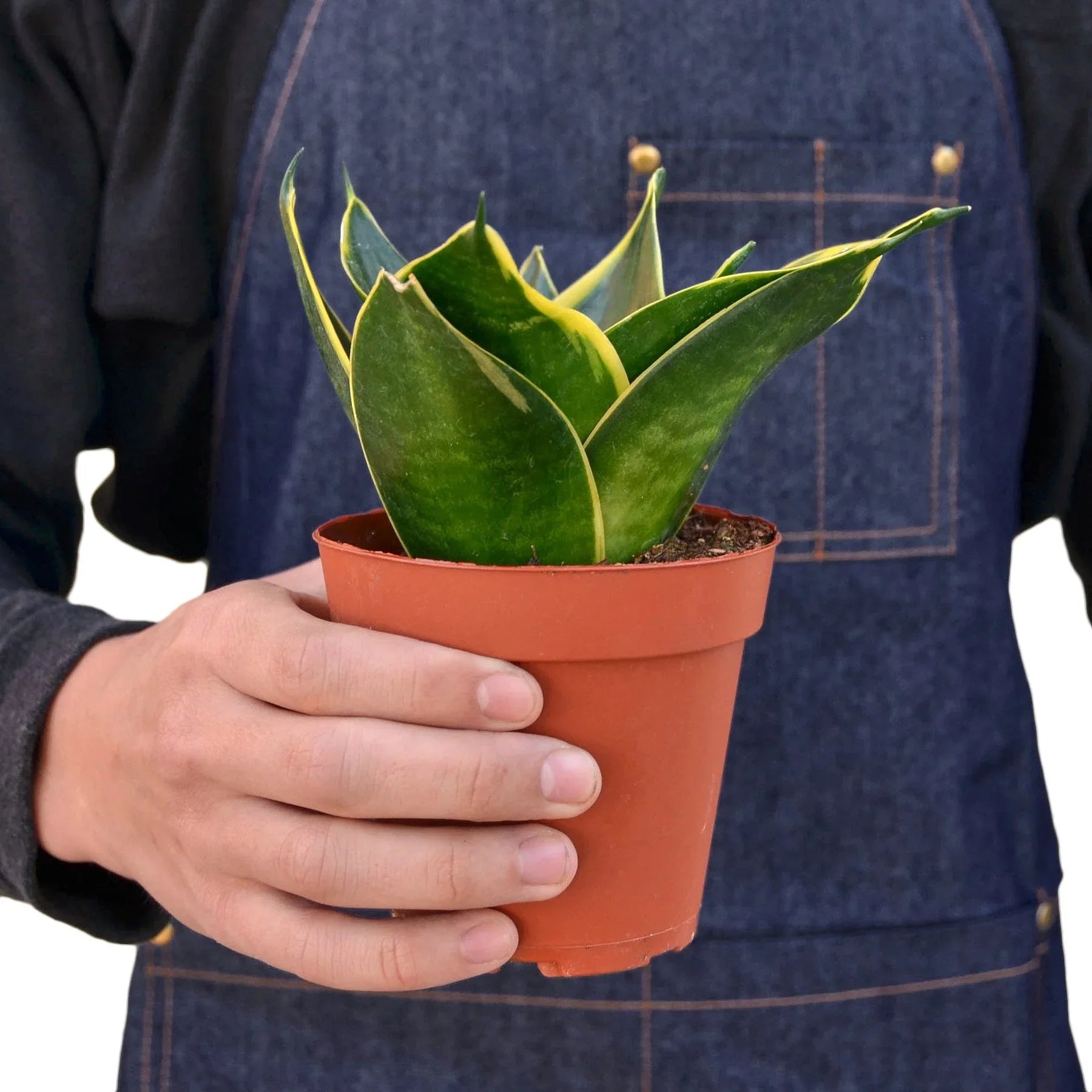 Sansevieria Trifasciata Emerald Star Snake Plant