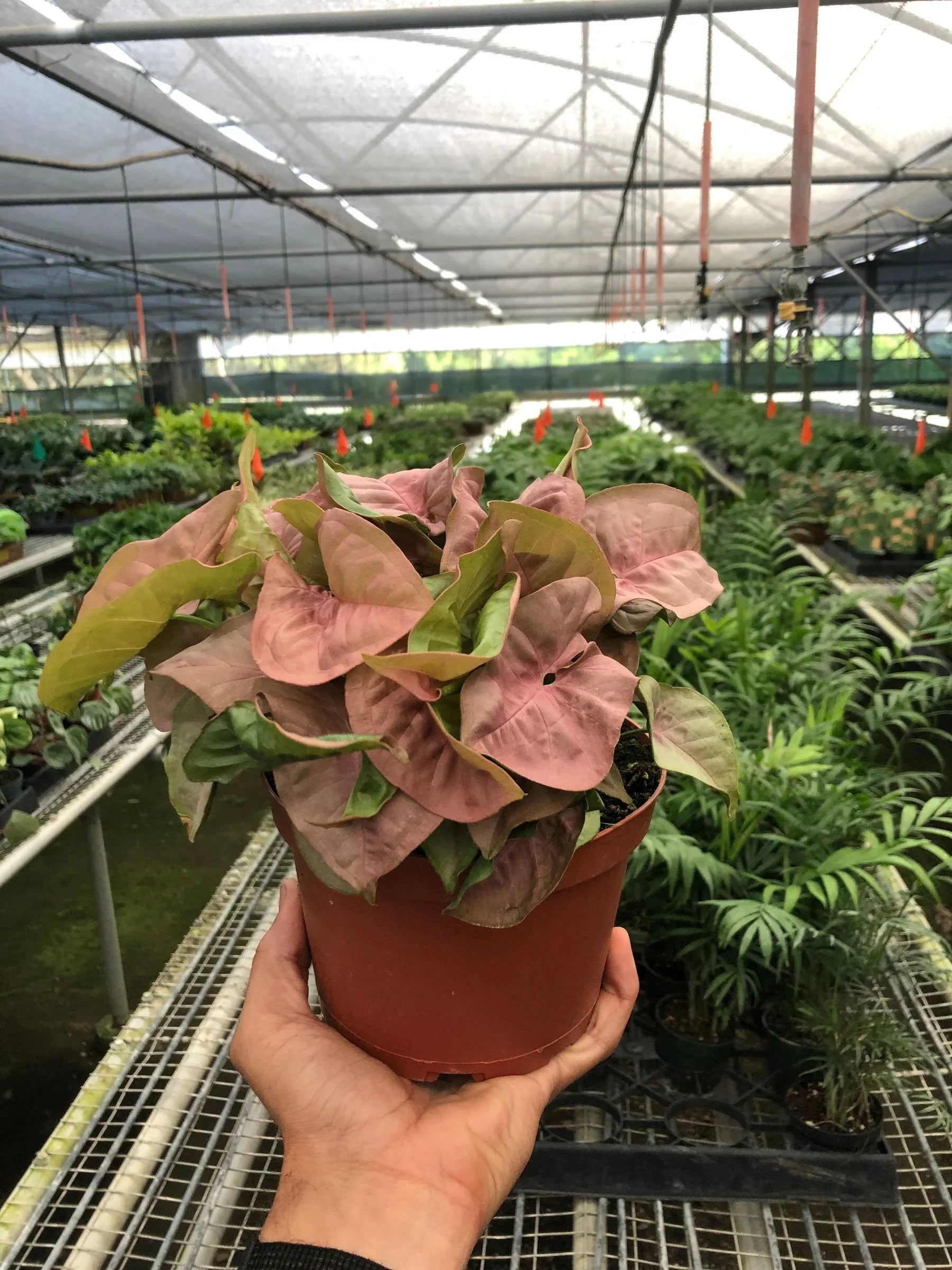 Syngonium Strawberry Pink 'Neon Robusta'
