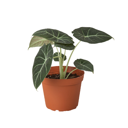 Alocasia Black Velvet